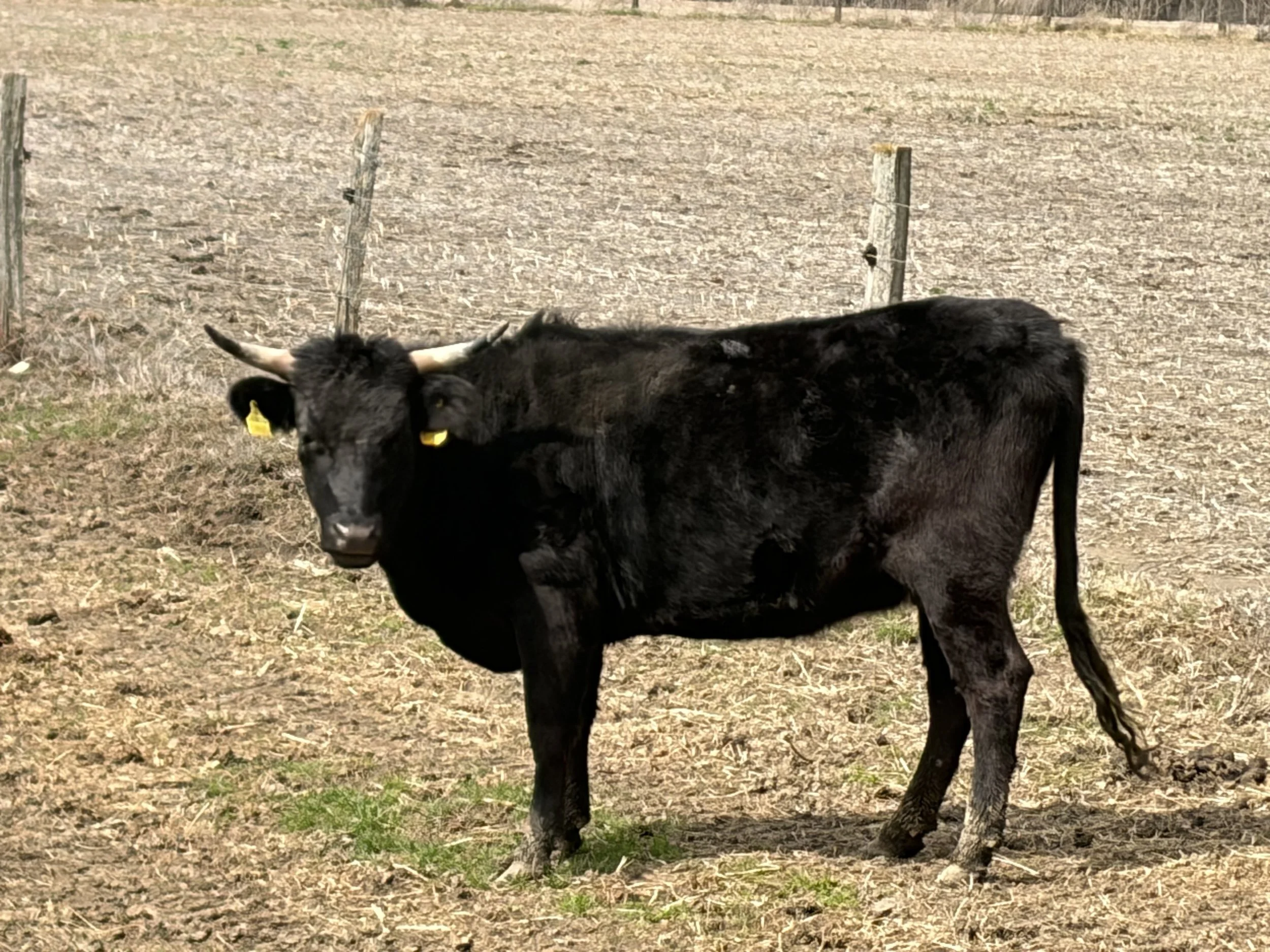 for sale: Abernathy bros Lolita