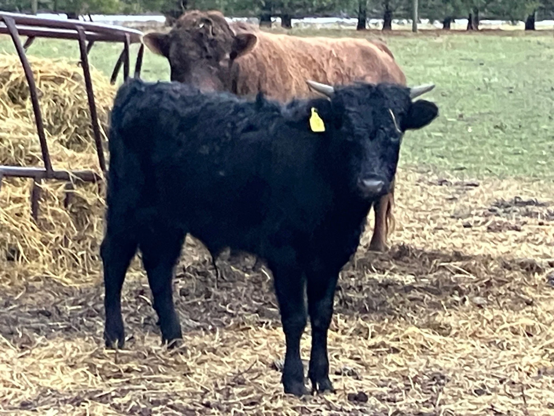 For sale: Abernathy Bros Logan