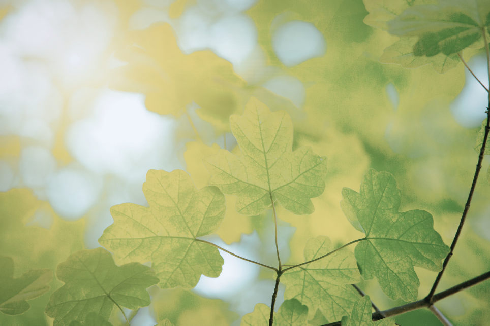 Close-up of green maple leaves on tree branches with sunlight filtering through.