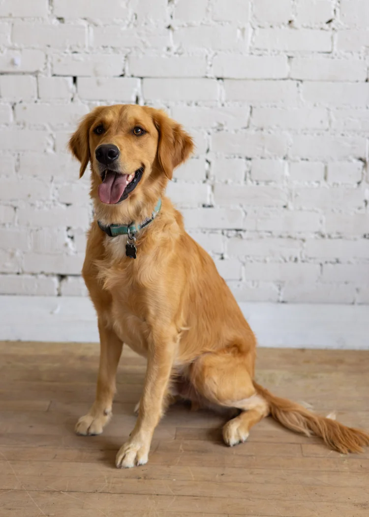 Lincoln, a therapy dog at Brighter Sky Counseling in Billings MT