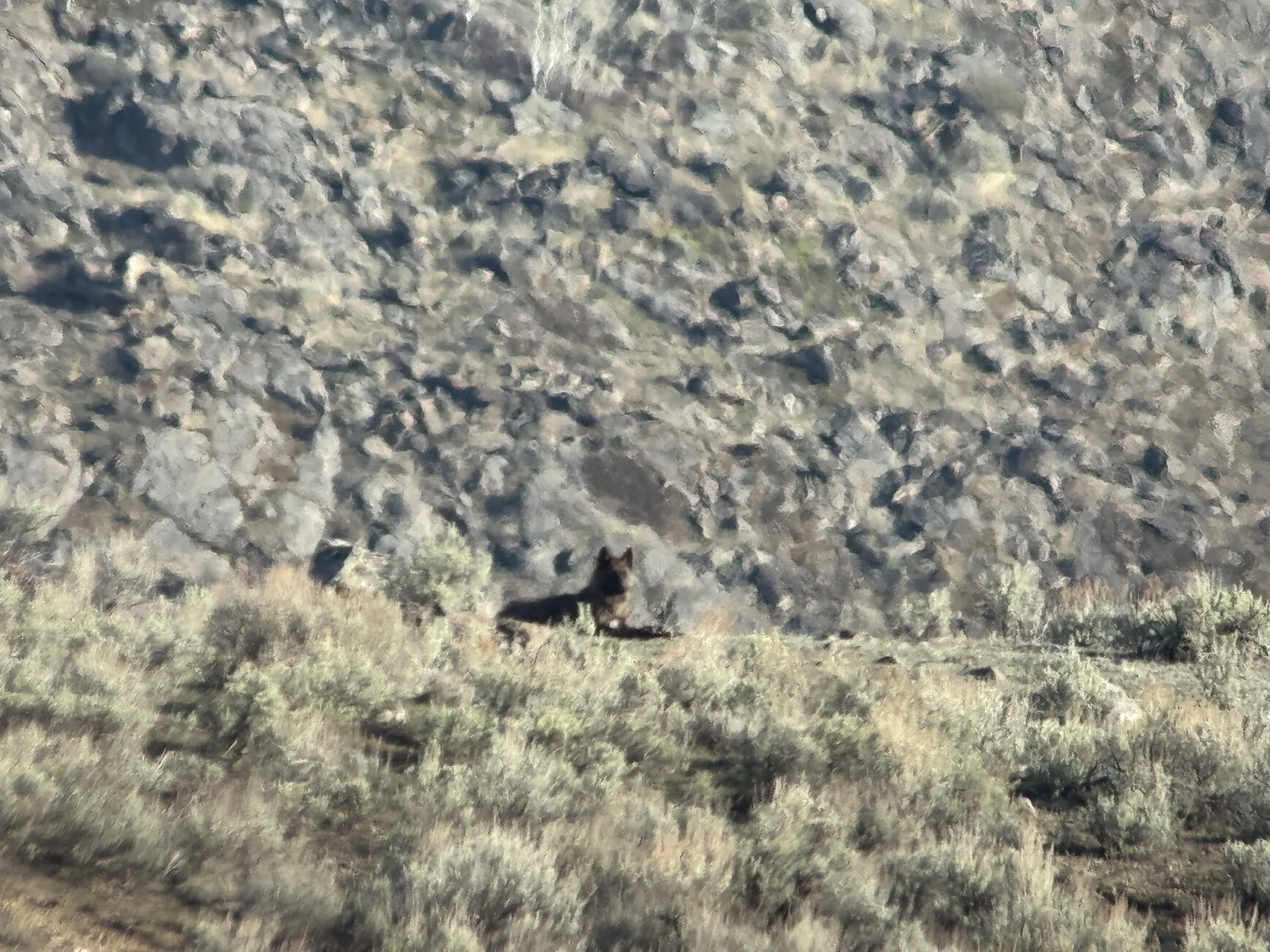 Wolf resting in the Big Horn Mountain foothills near Sheridan Wyoming — wildlife country accessible from Late Checkout WY vacation rentals