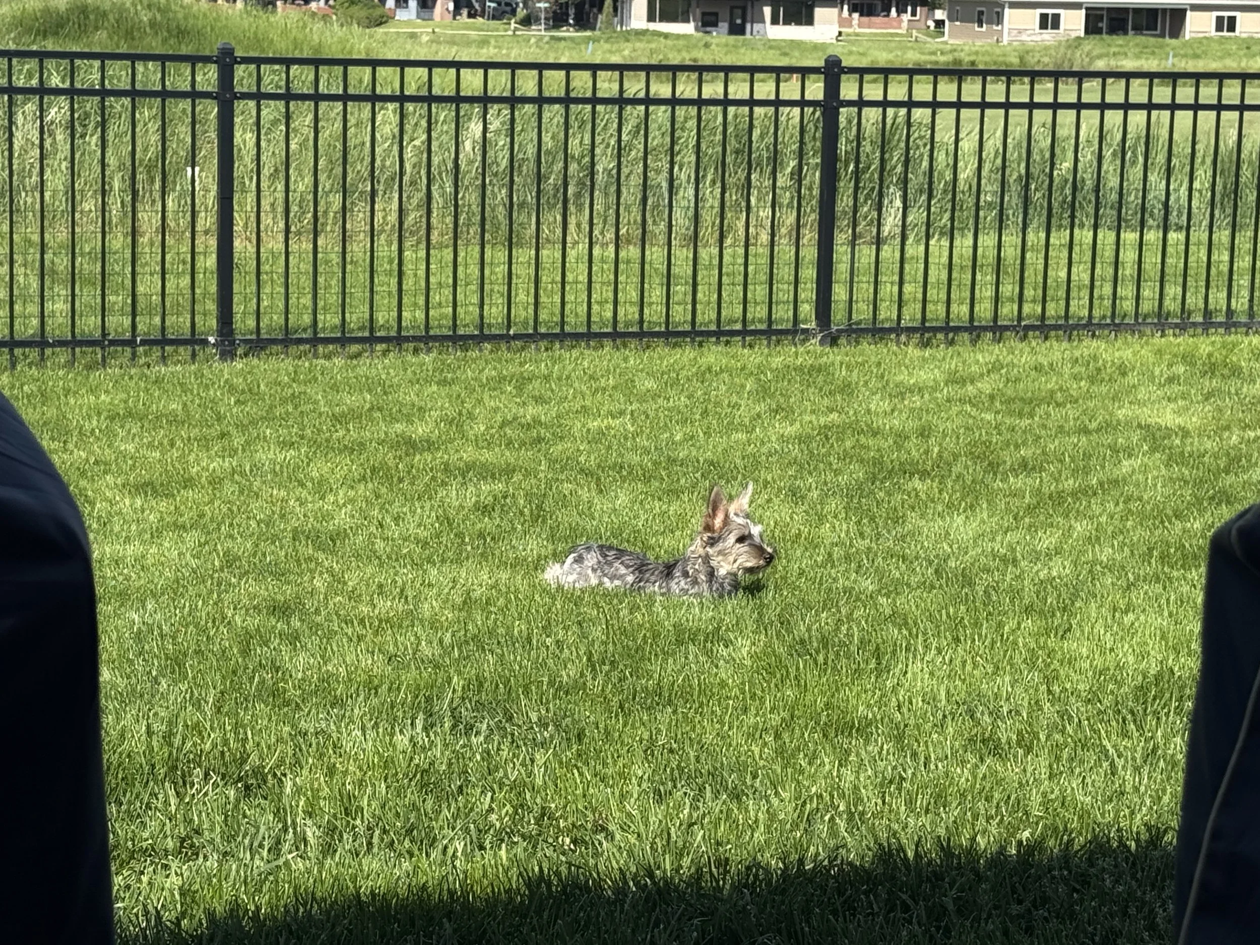 A dog in the fenced yard at The Stardust, Sheridan, Wyoming