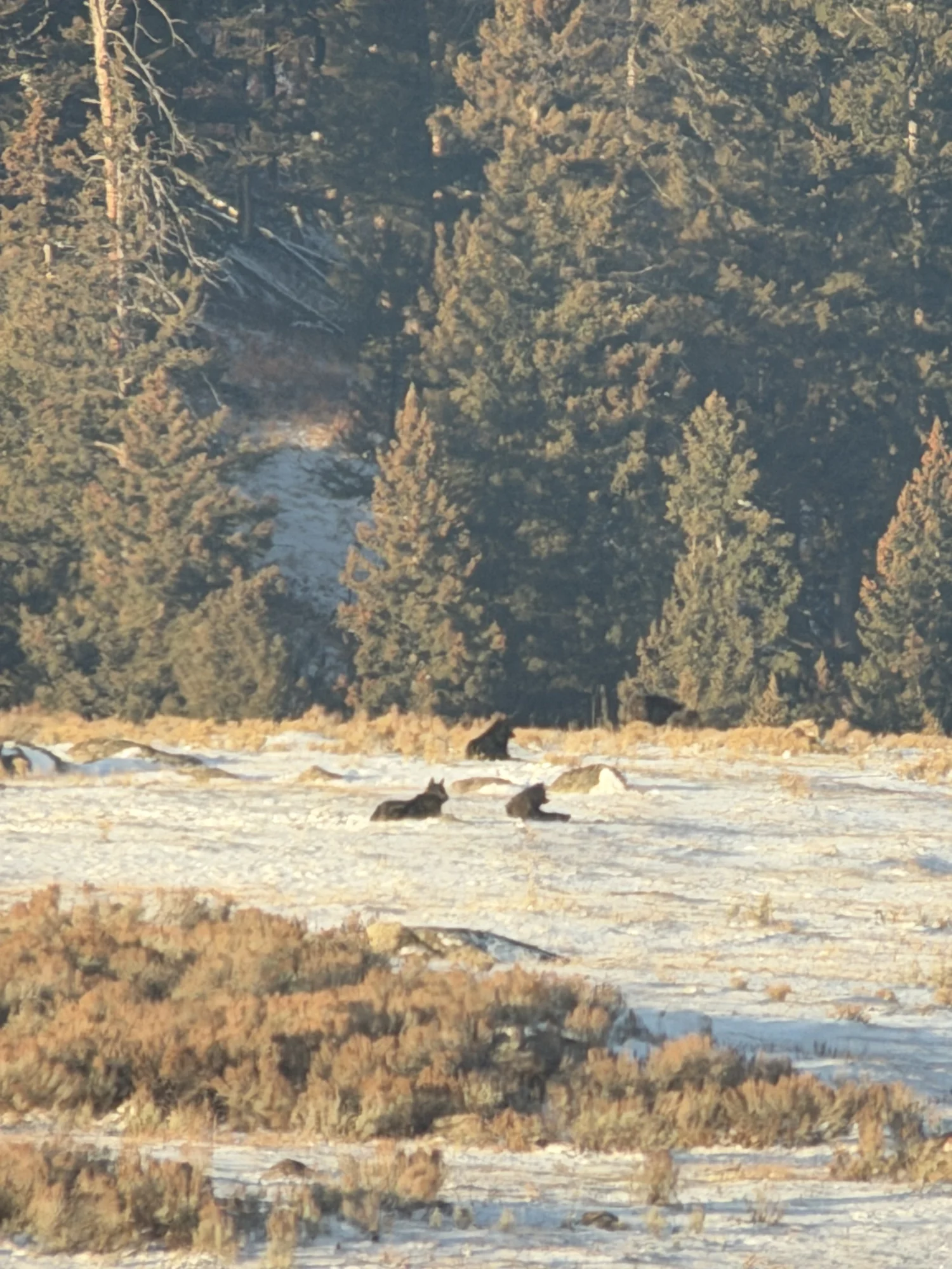 Junction Butte Pack wolves in winter snow at Slough Creek