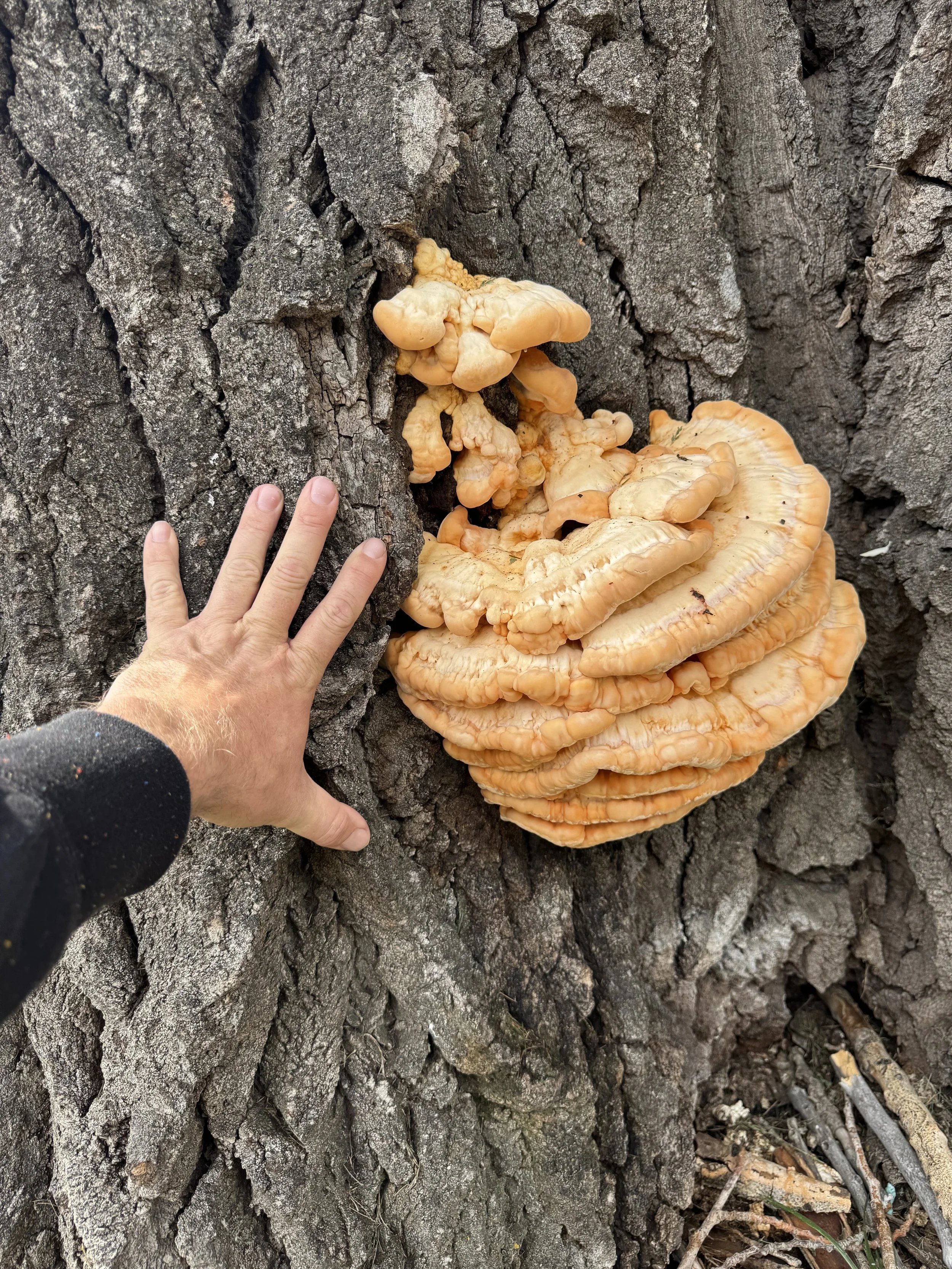 Chicken of the woods mushroom foraged near Sheridan Wyoming — late summer and fall foraging in the Big Horn Mountains
