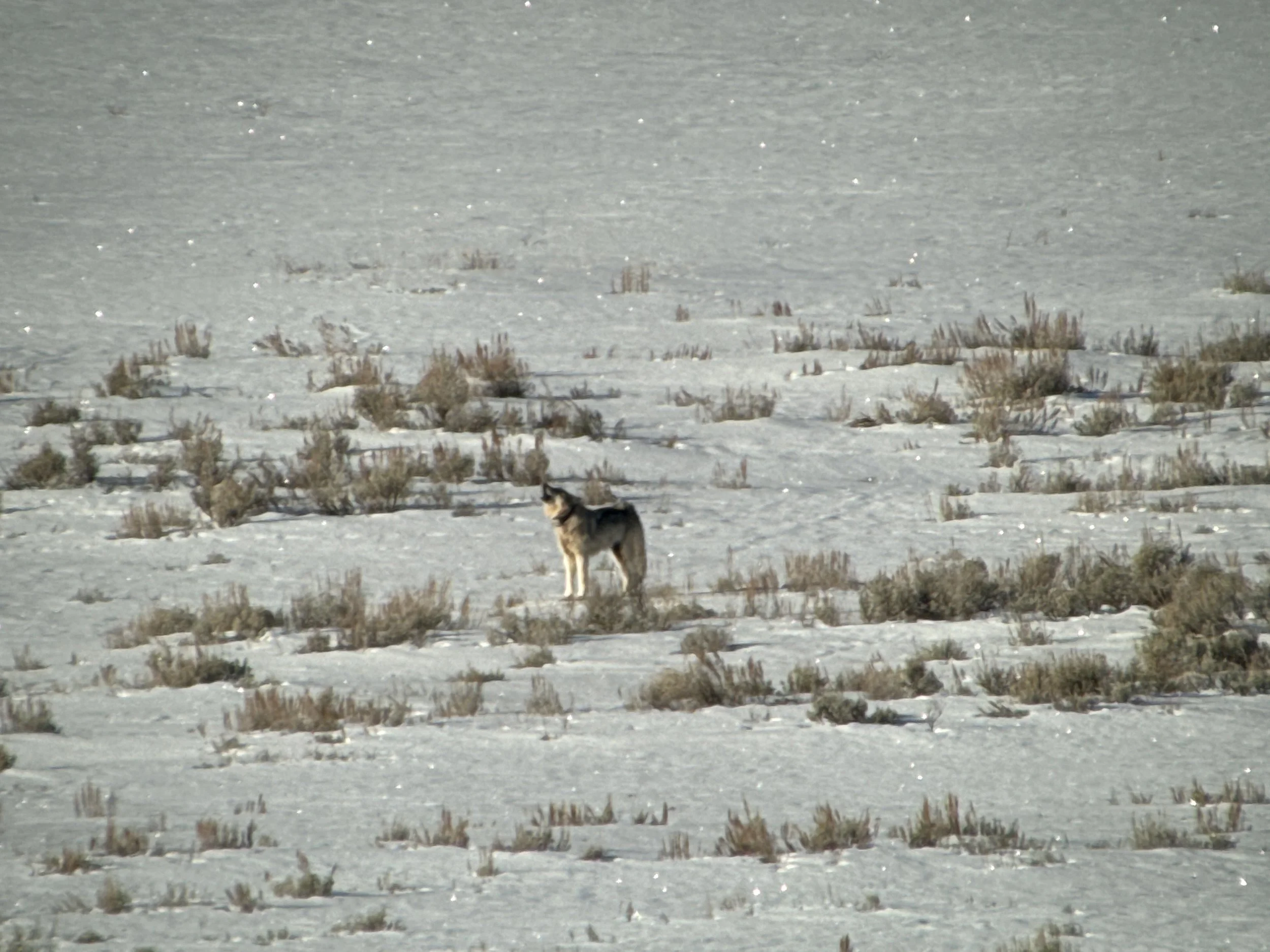 Wolf in winter near Sheridan Wyoming — Big Horn Mountain wildlife viewed from Late Checkout WY vacation rental basecamp