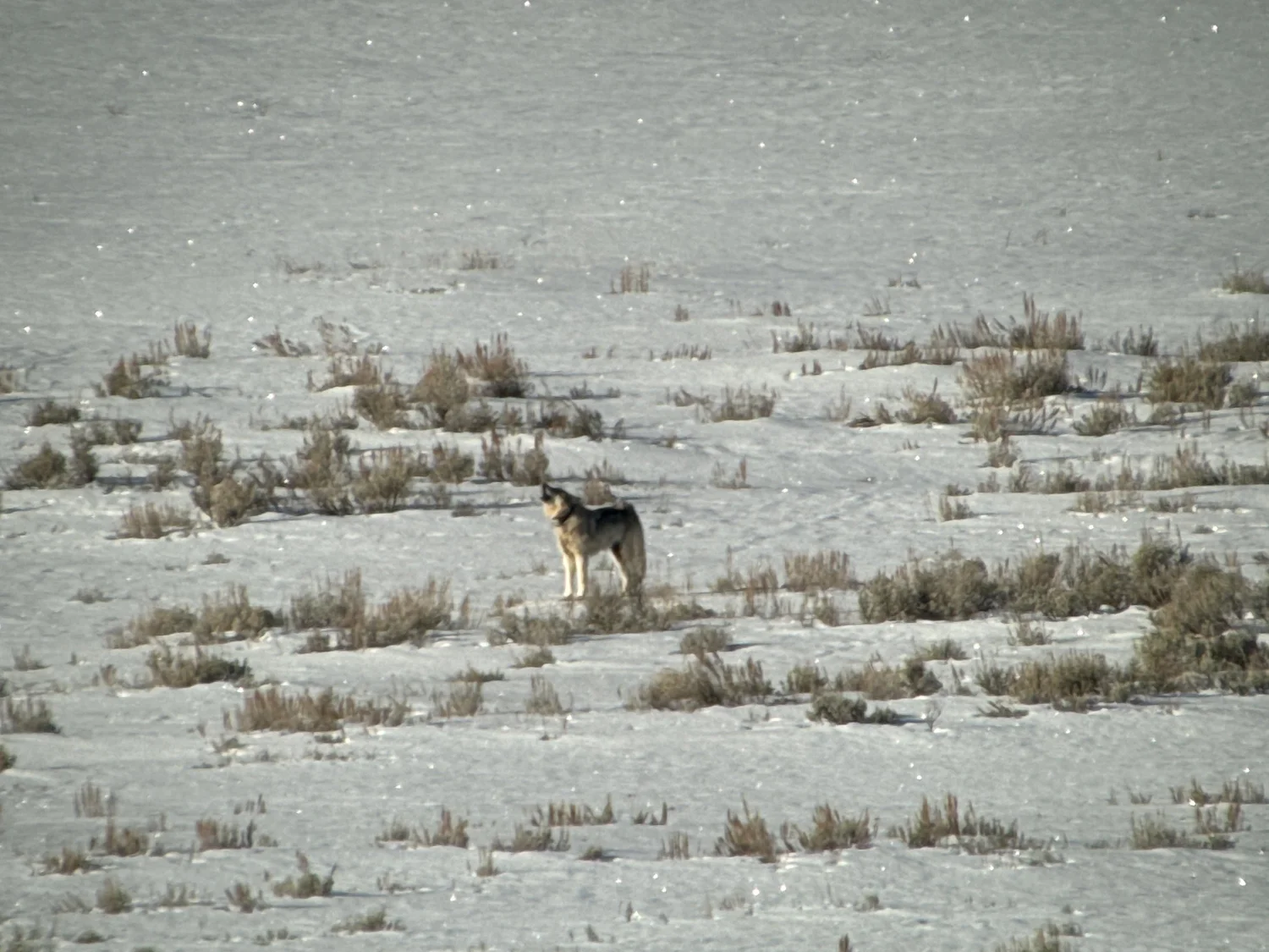 Wolf 907 Queen of Yellowstone near Lamar River in winter