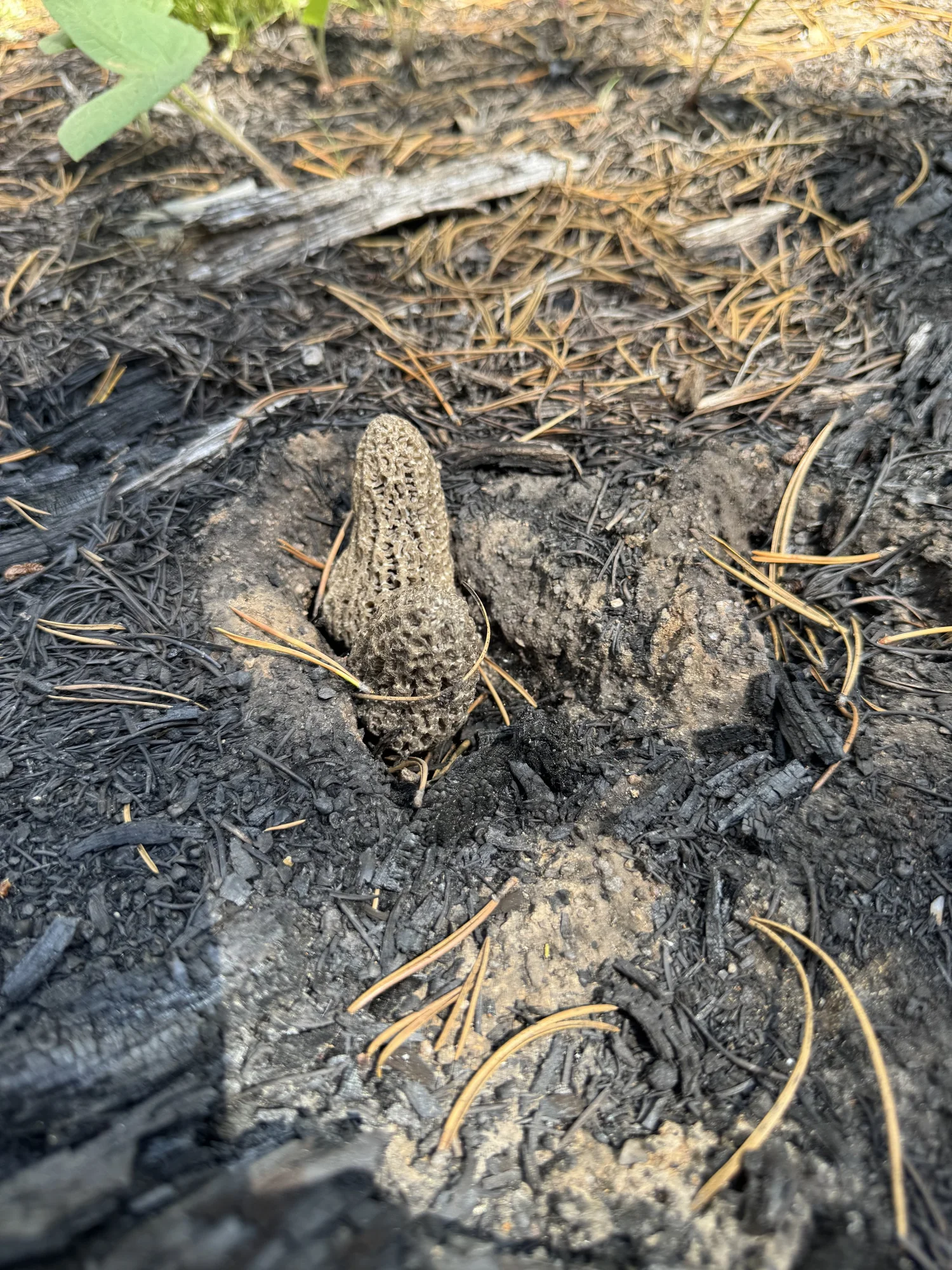 Morel mushrooms on the forest floor, Big Horn Mountains Wyoming