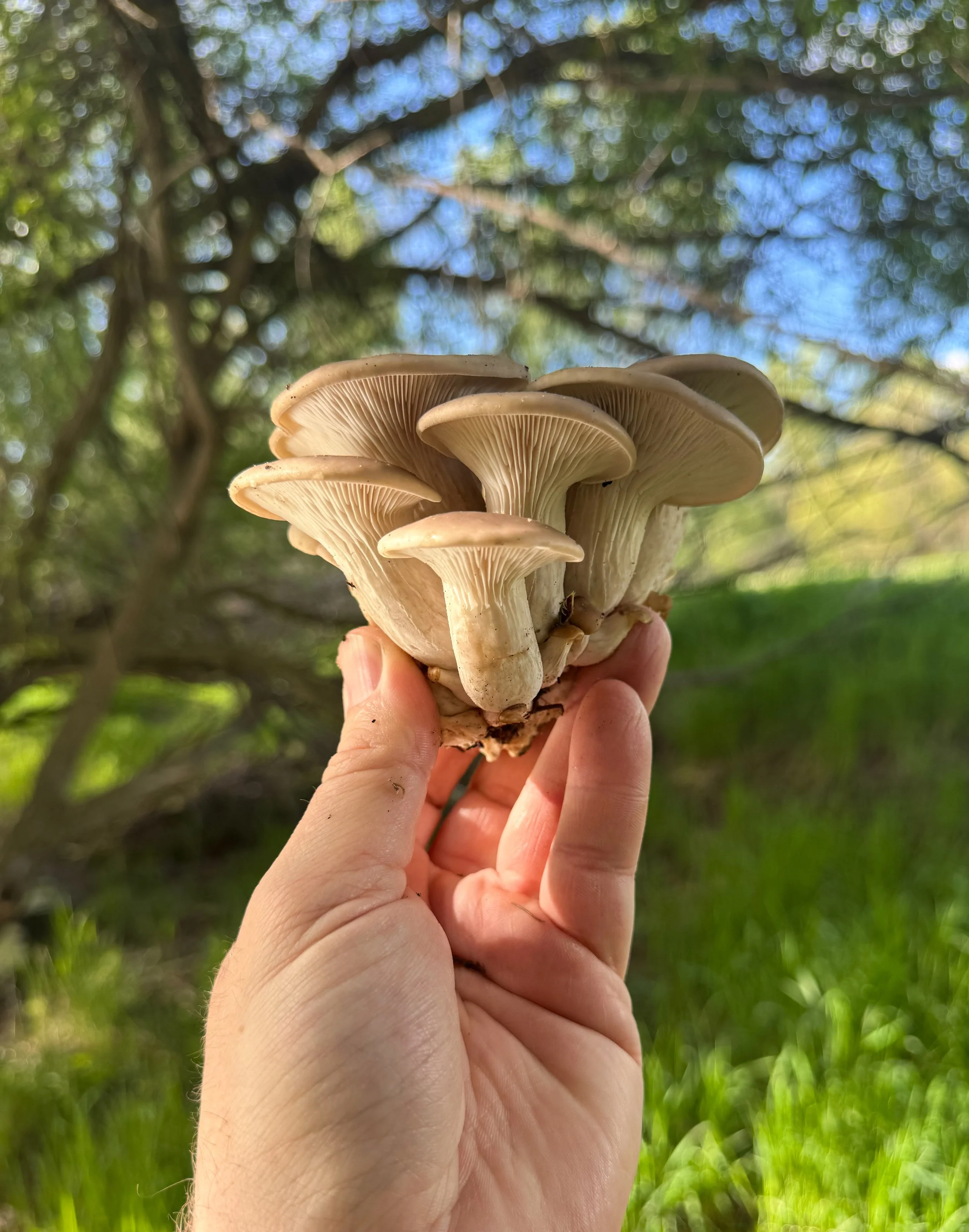 Oyster mushrooms foraged in spring near Sheridan Wyoming — Big Horn Mountain foraging from Late Checkout WY properties