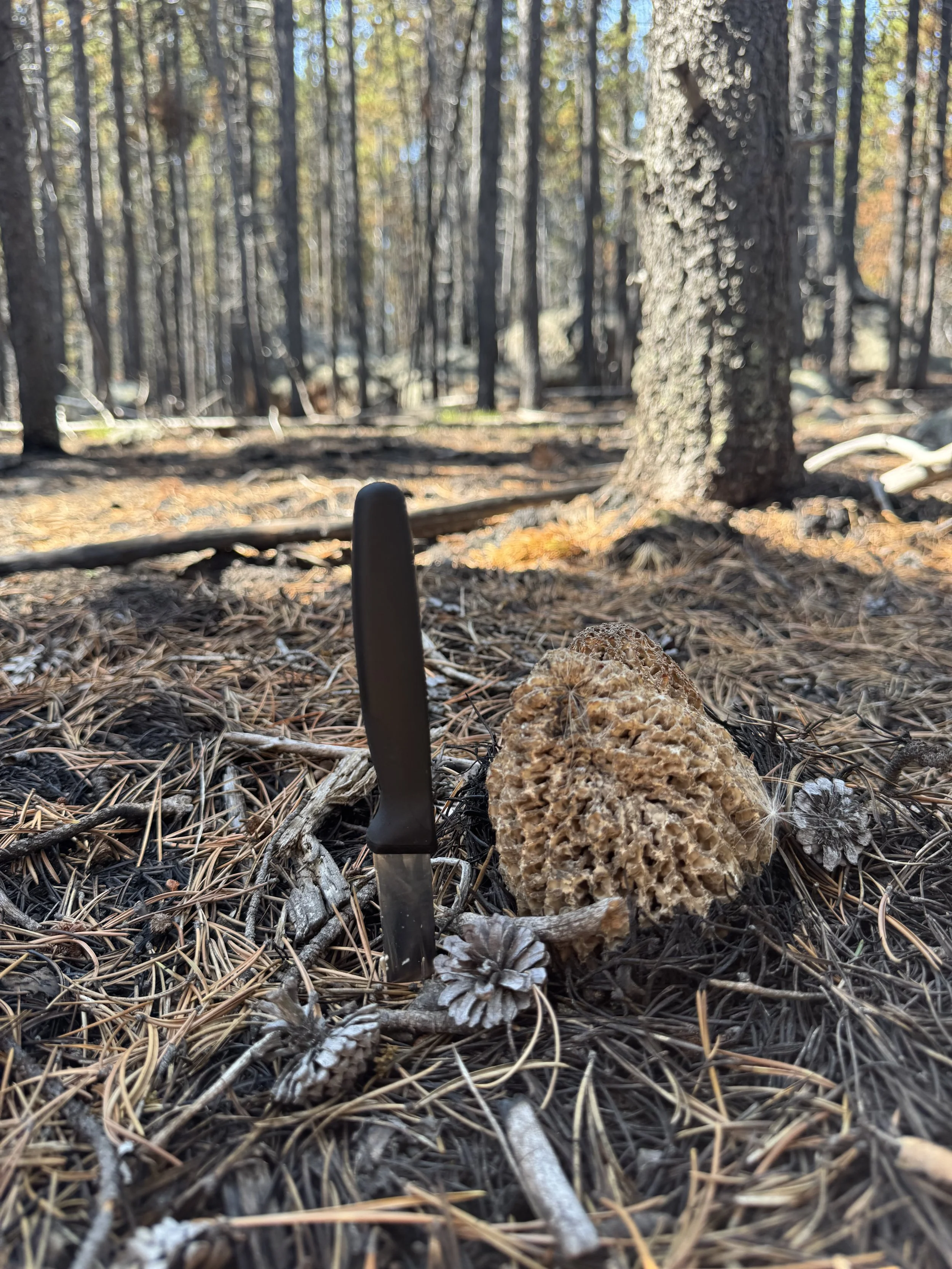 Morel mushroom on the forest floor in the Elk Fire burn area Big Horn Mountains near Sheridan Wyoming