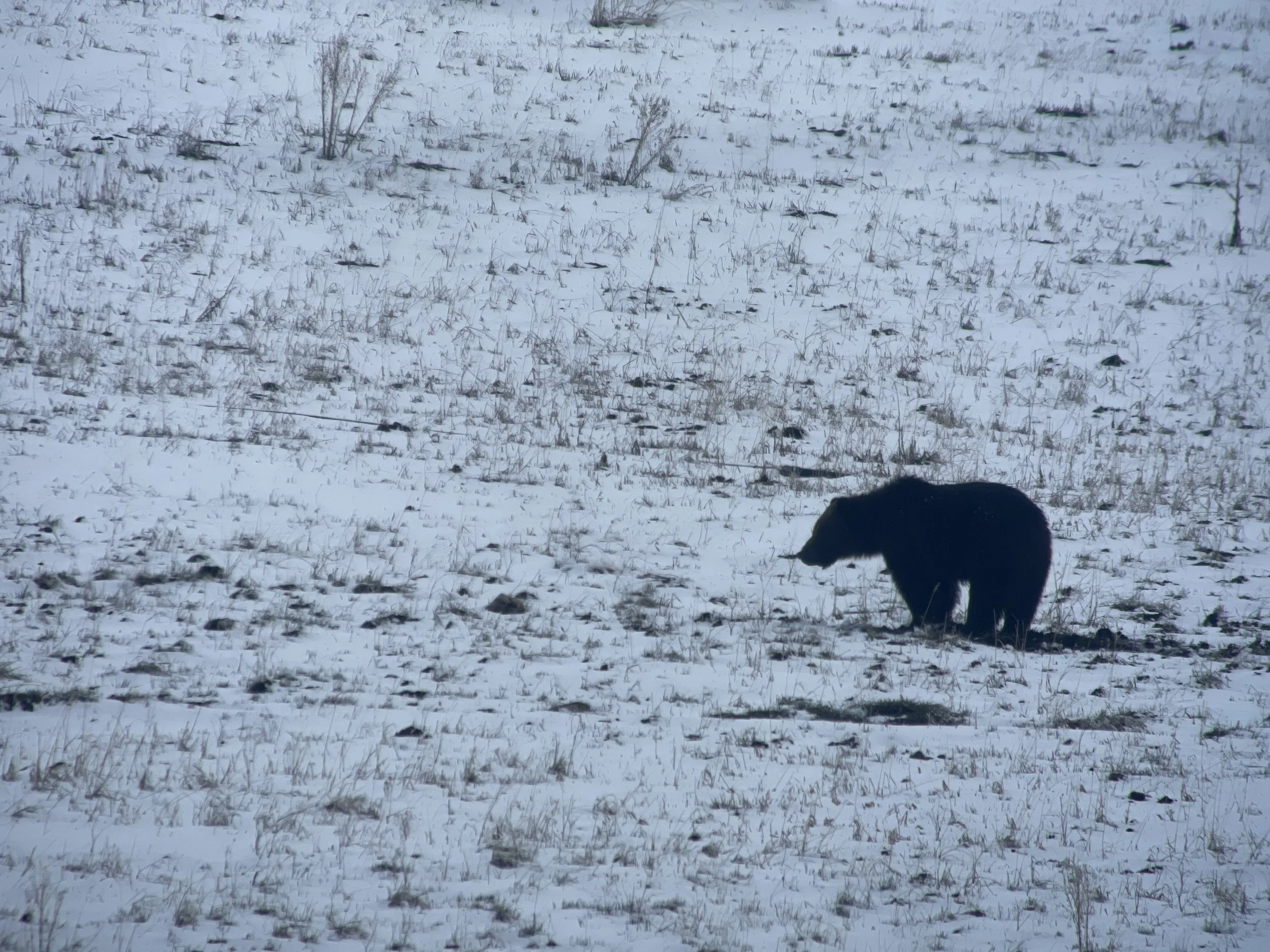 Bear in the Big Horn Mountains near Sheridan Wyoming — wildlife country accessible from Late Checkout WY vacation rentals