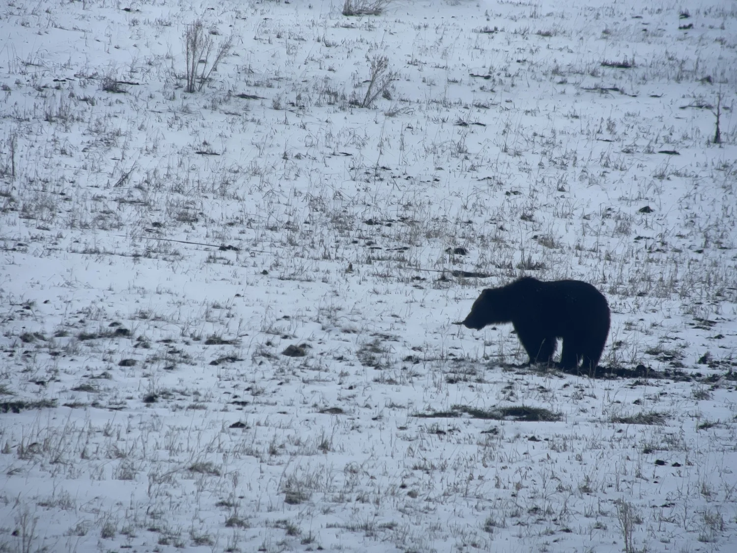 Grizzly bear in snow at Tom Miner Basin Paradise Valley Montana