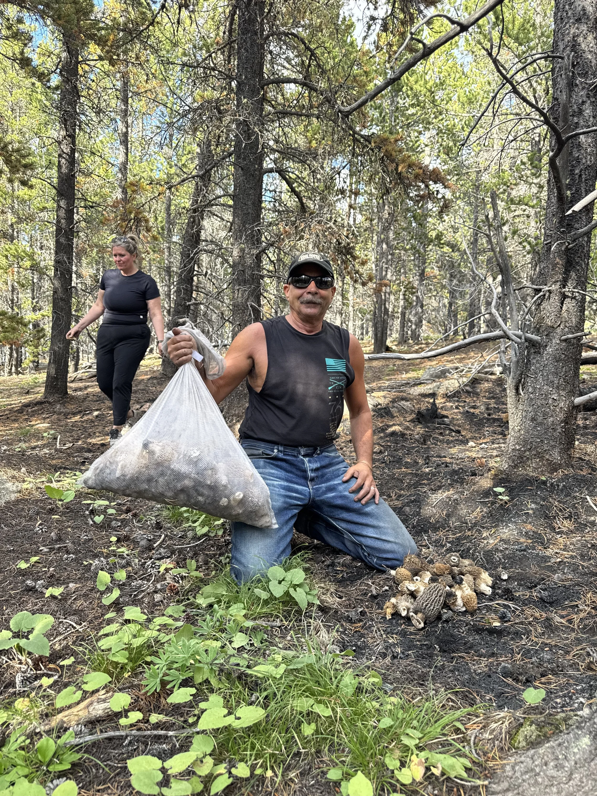 Morel mushroom harvest in the Elk Fire burn area Big Horn Mountains Wyoming — hundreds of pounds found near Sheridan