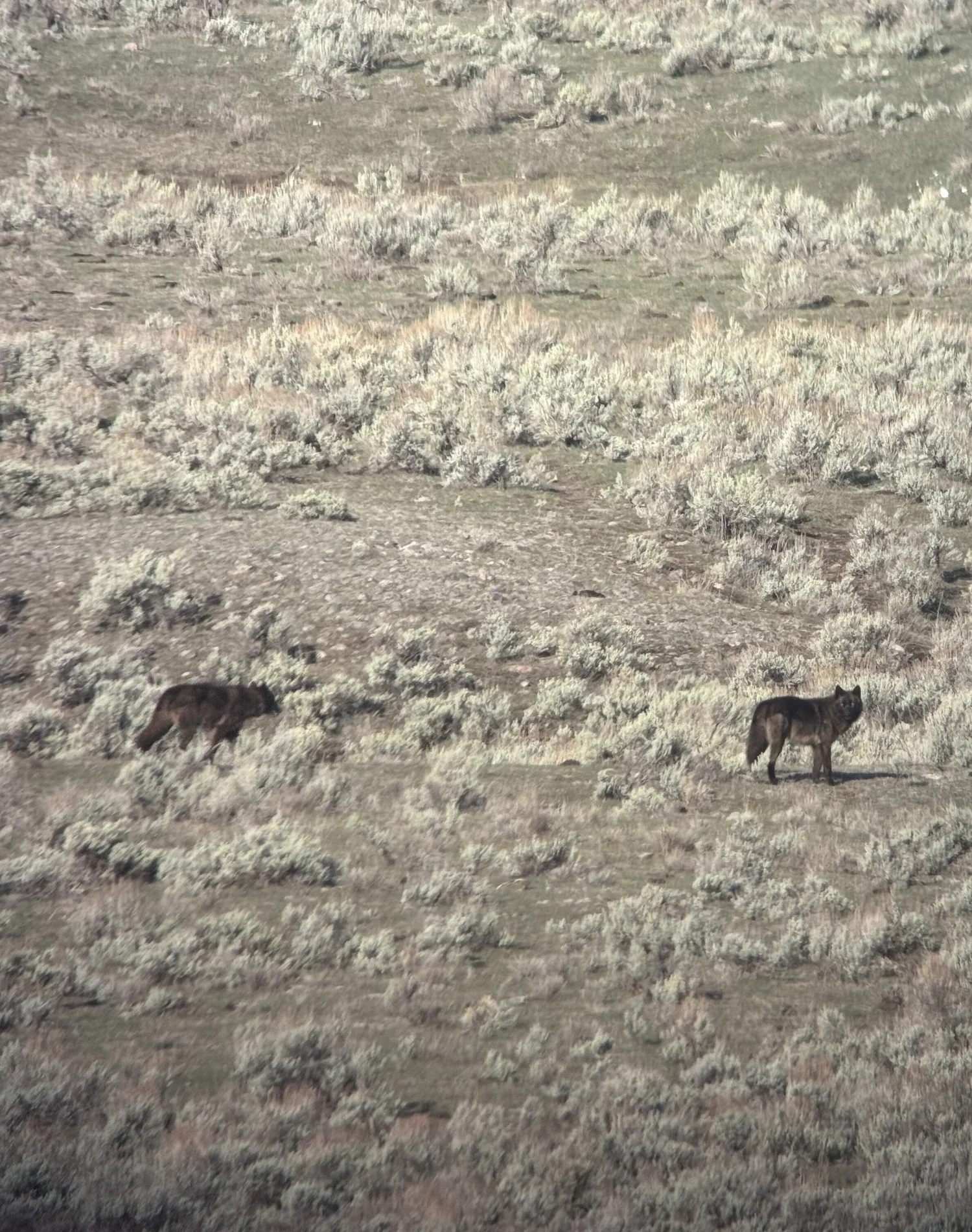 Wolf watching at Yellowstone Slough Creek