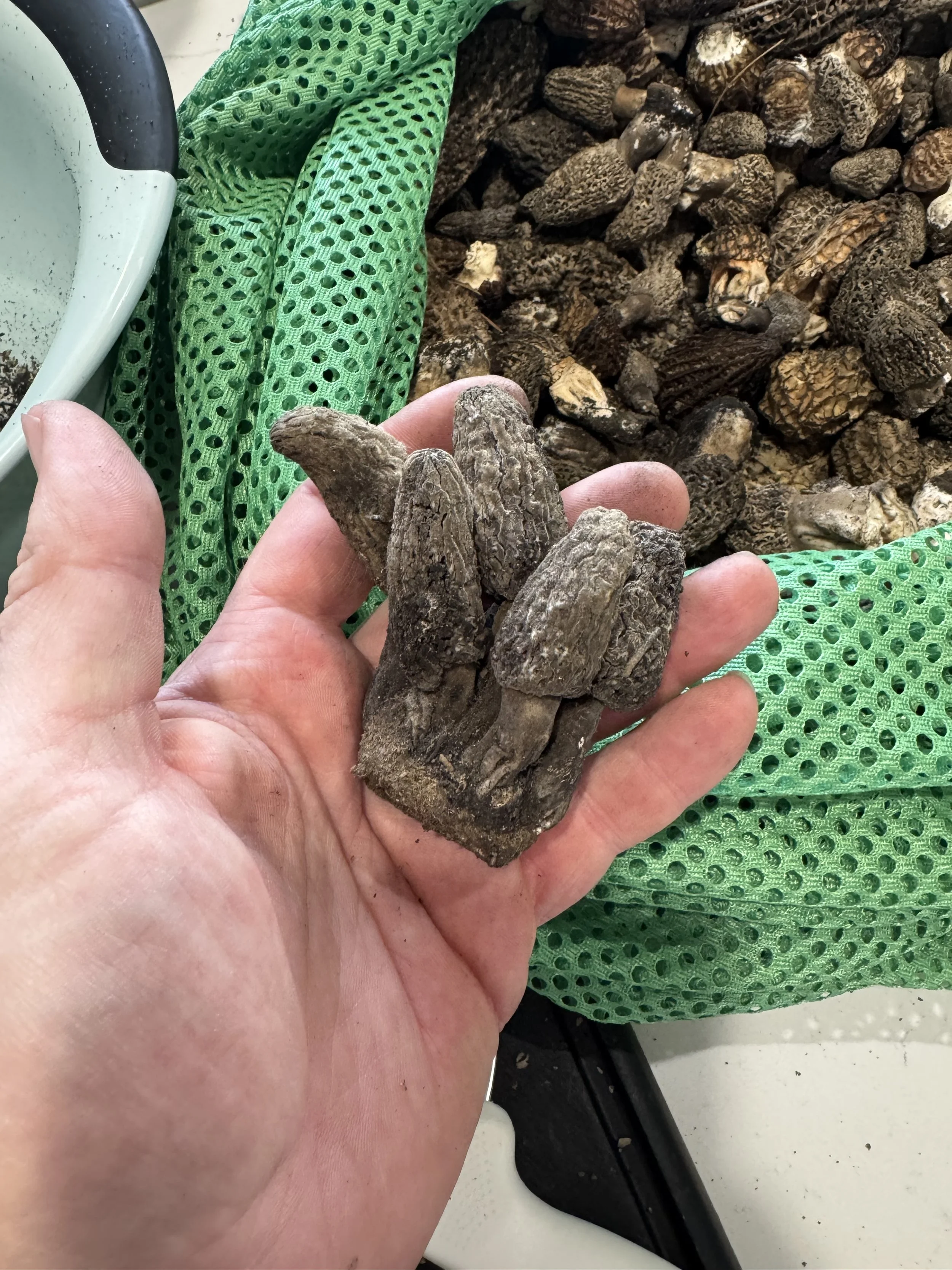 Black morel mushrooms harvested in the Big Horn Mountains near Sheridan Wyoming — Elk Fire burn area foraging