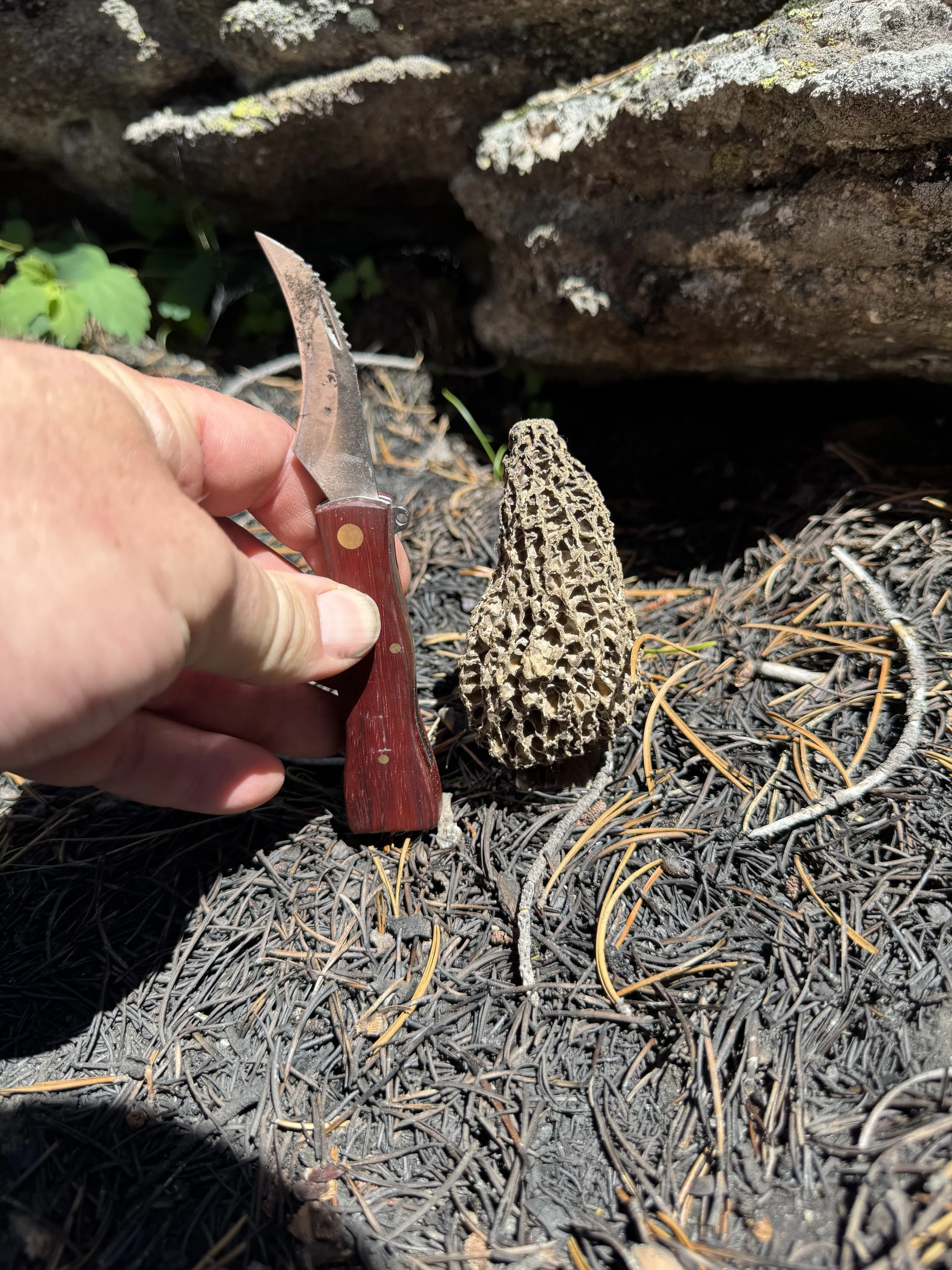 Morel mushroom foraging in the Big Horn Mountains near Sheridan Wyoming — spring foraging from Late Checkout WY properties