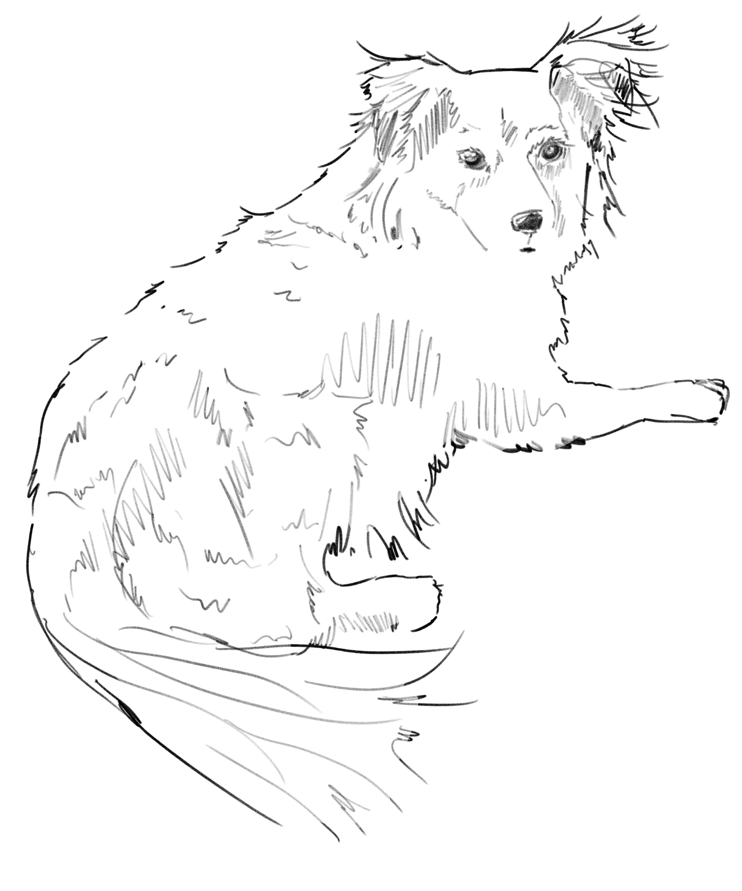Ziggy 4.jpeg