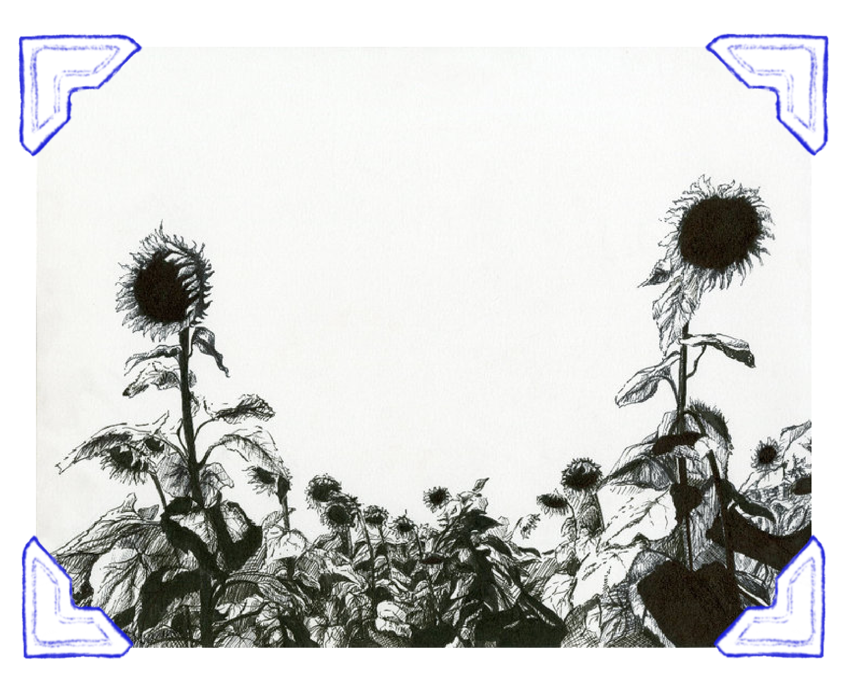 Black and white illustration of sunflowers in a field with a plain background and decorative corner borders.