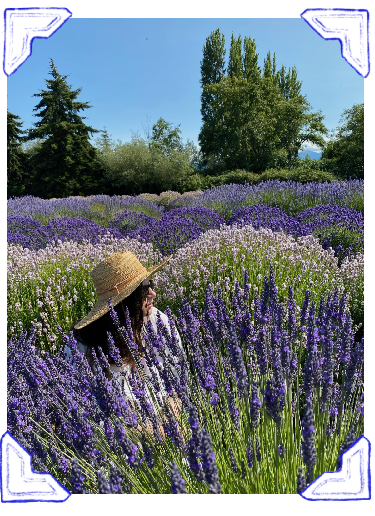 A woman wearing a wide-brimmed straw hat and sunglasses is sitting among a lush field of purple lavender flowers, with tall green trees and a clear blue sky in the background.