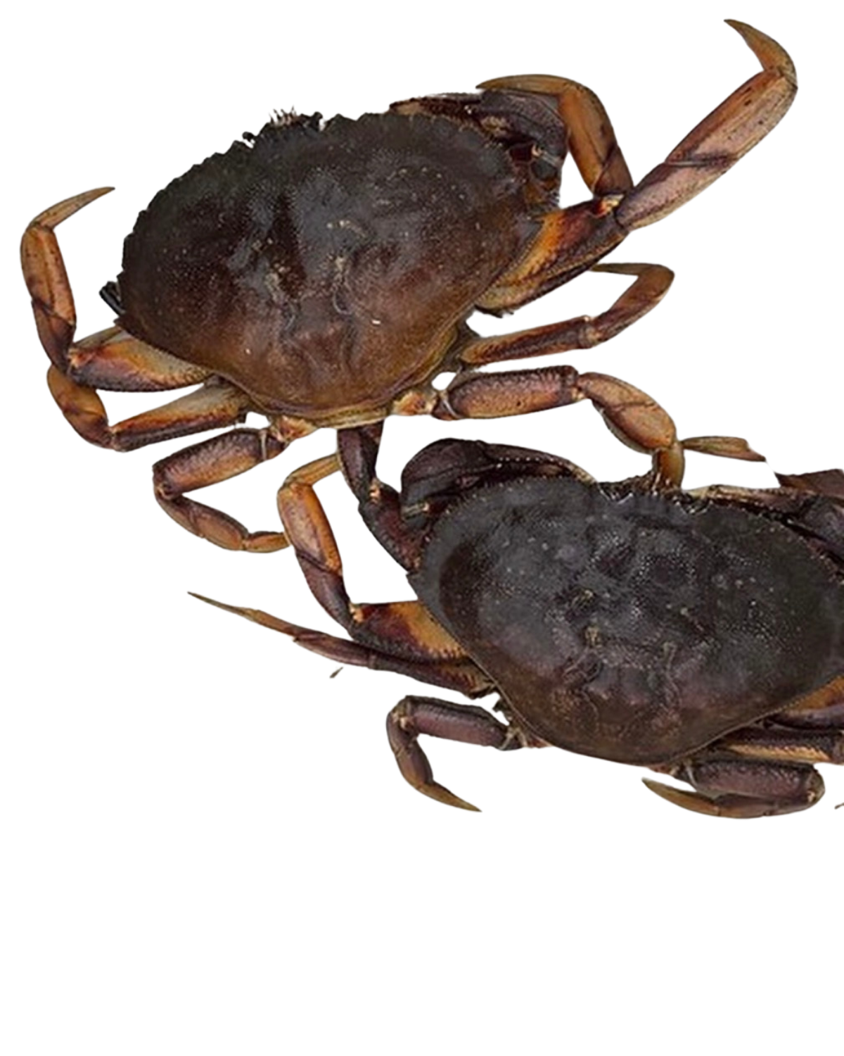 ITALIAN SEAFOOD INDULGENCE