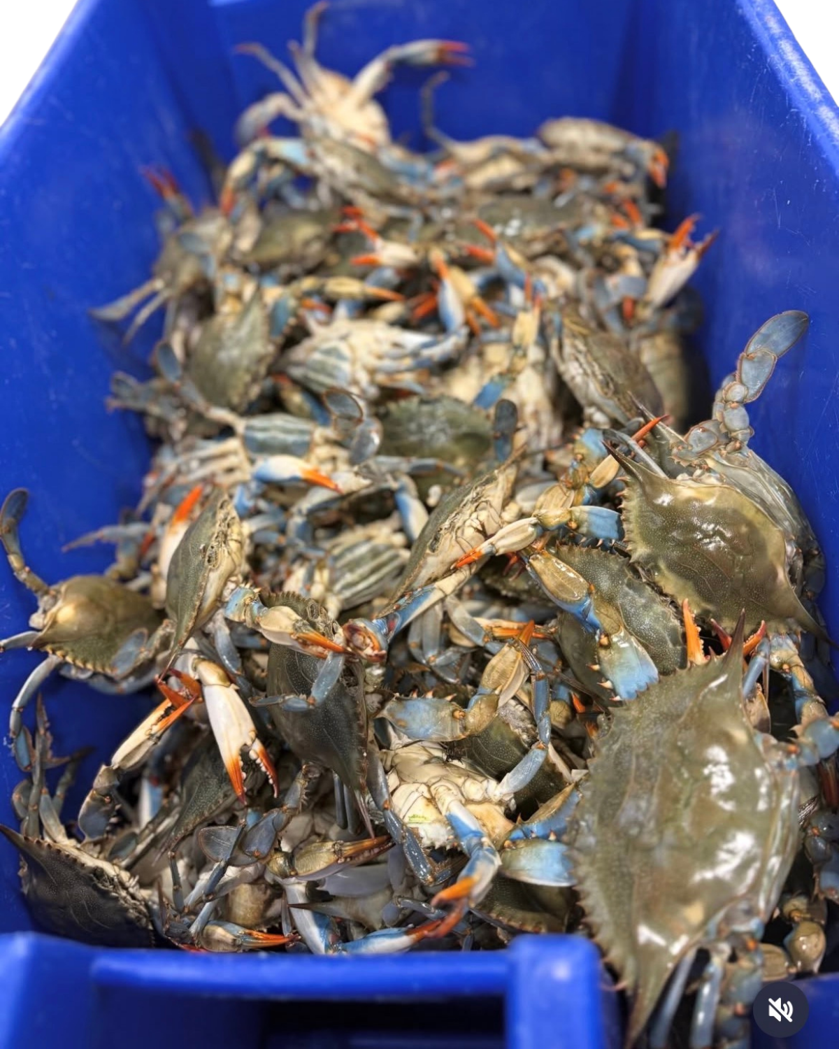 LA DOLCE VITA: NORTHERN ITALIAN PASTA MAKING 