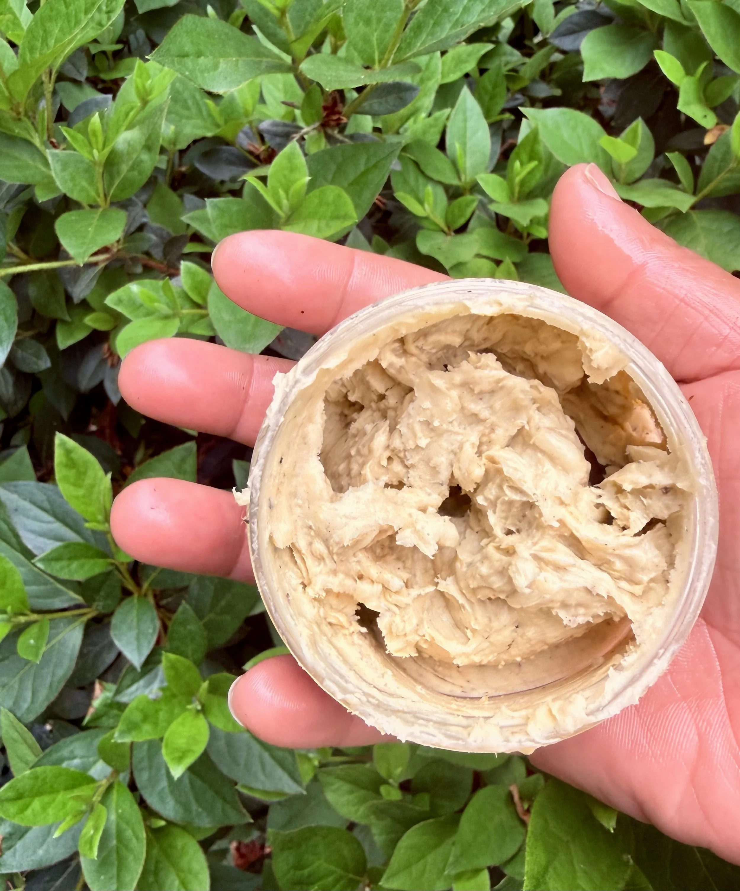 Close-up of a hand holding a container of dip or spread with a background of green leafy plants.