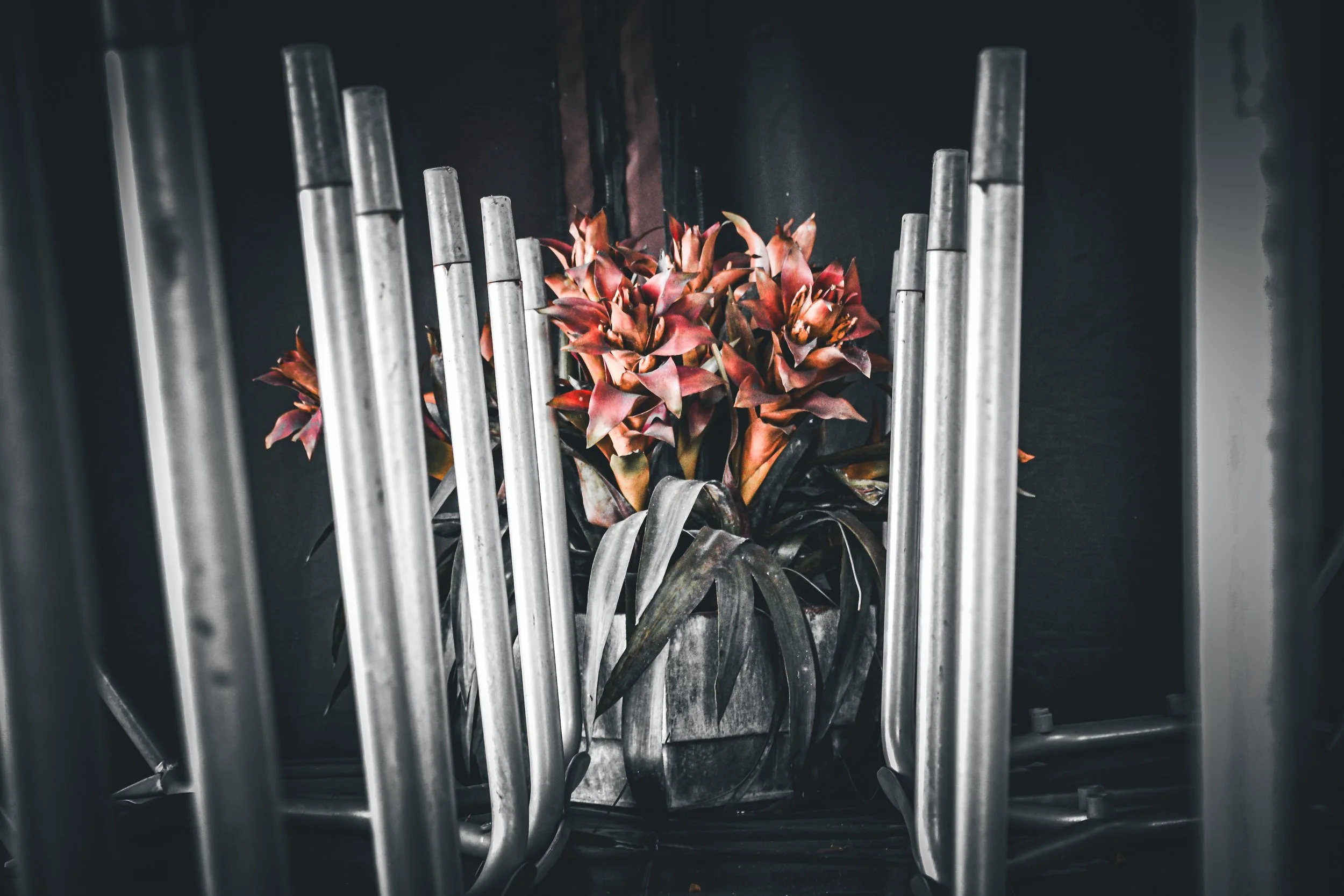 Steel and Petals,
Digital Camera,
Year 2024