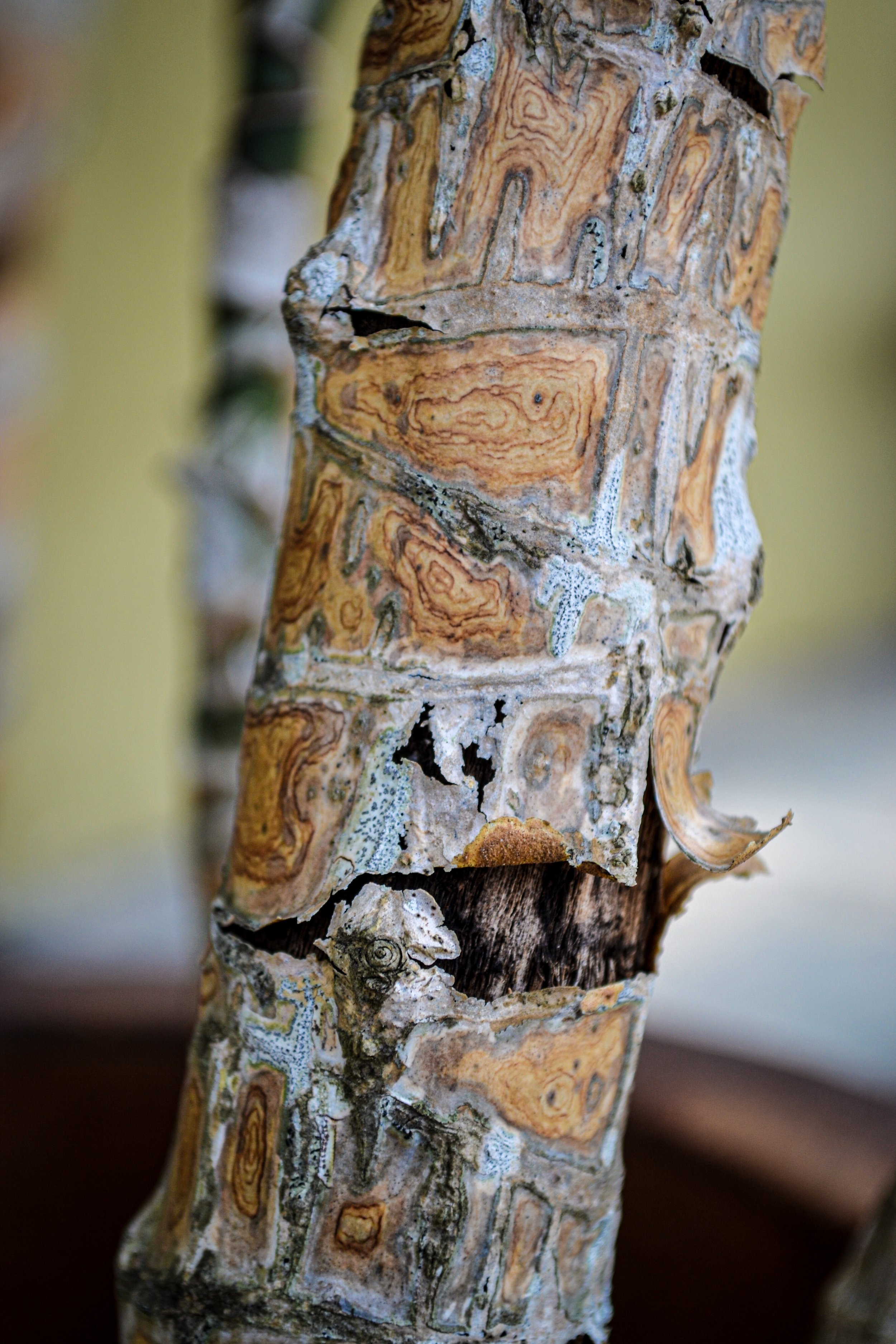 Digital Camera, 
Year 2024