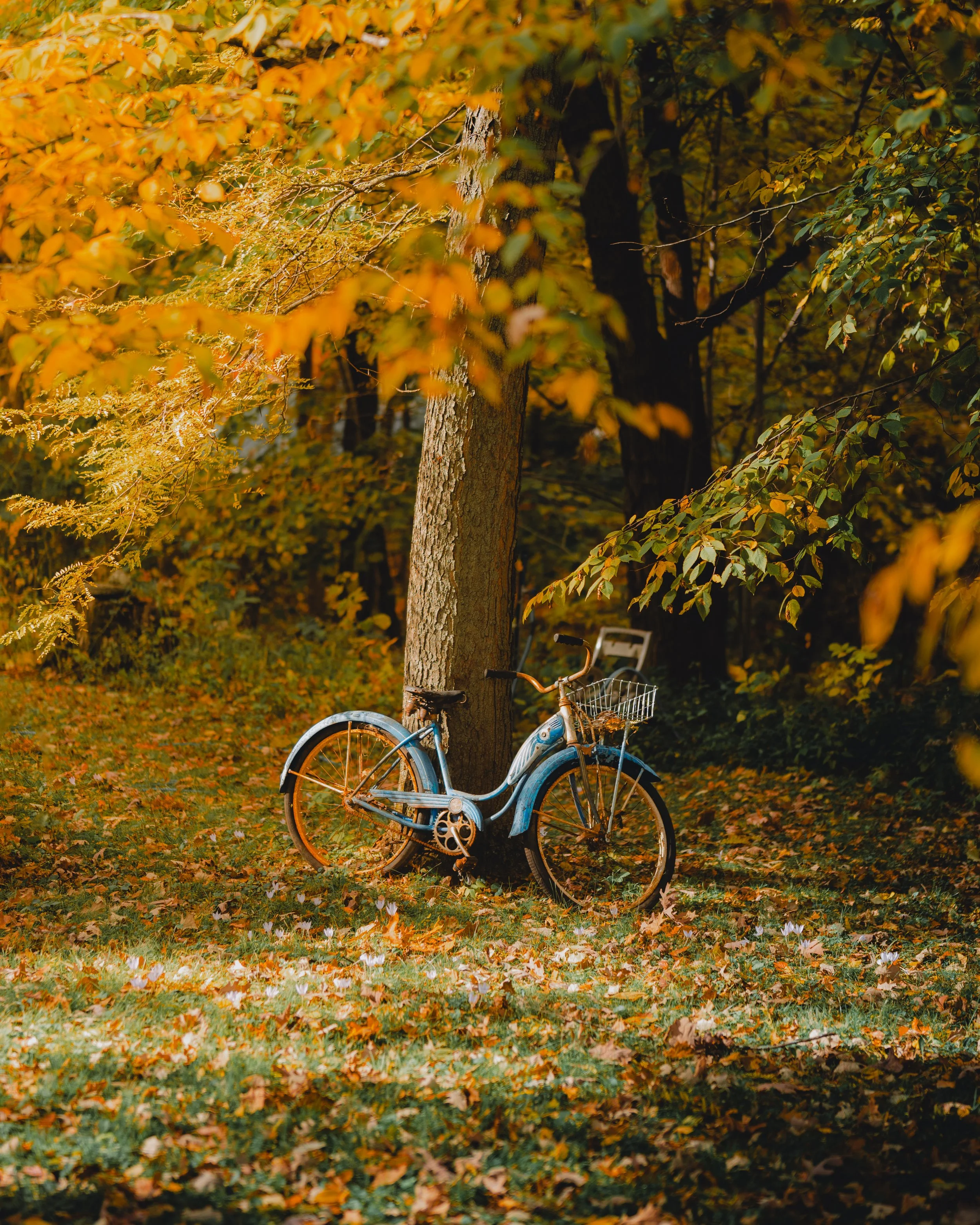 Old blue bicycle leaning against a tree with fall leaves on the ground and orange/yellow foliage in the background.