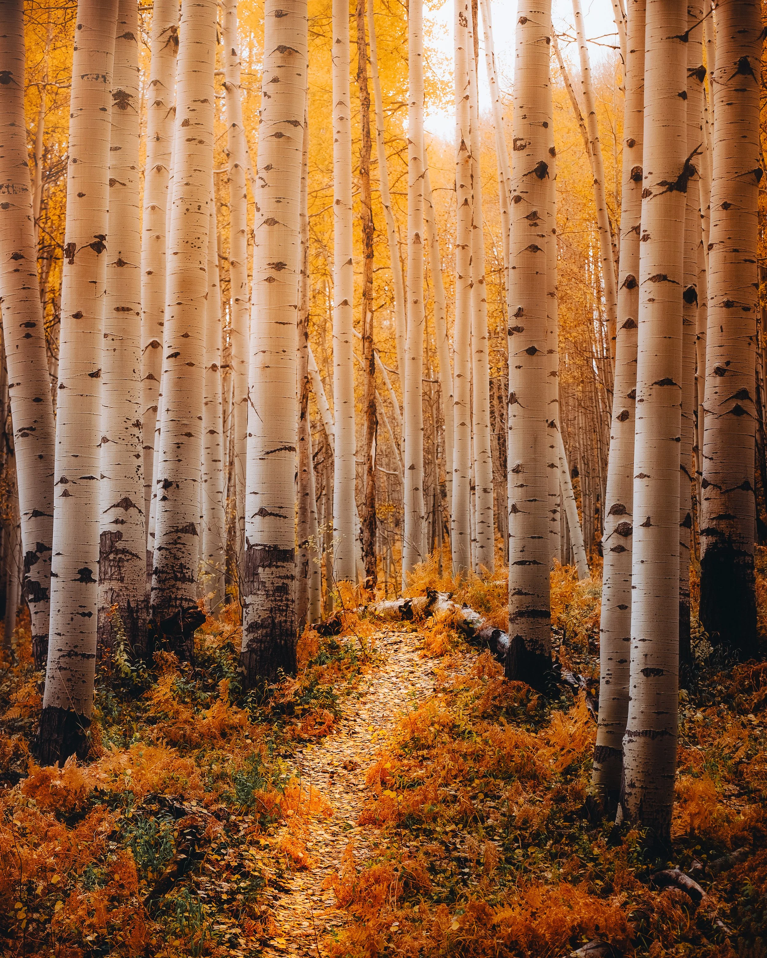 A dirt trail through a forest of tall, white-barked aspen trees with orange fall foliage and ground cover.