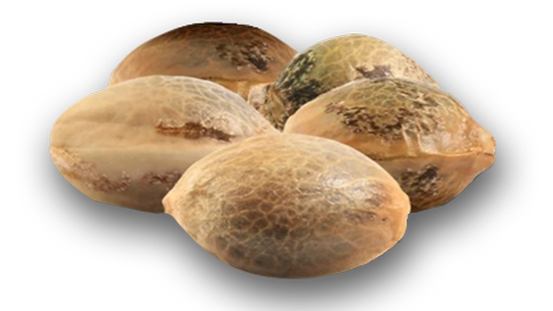 Iced wHORe Cake Seeds - 5 Pack