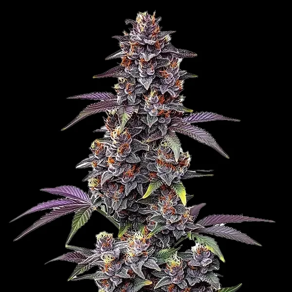 purple-haze-auto-cannabis-seeds-by-bulk-white-label1.webp