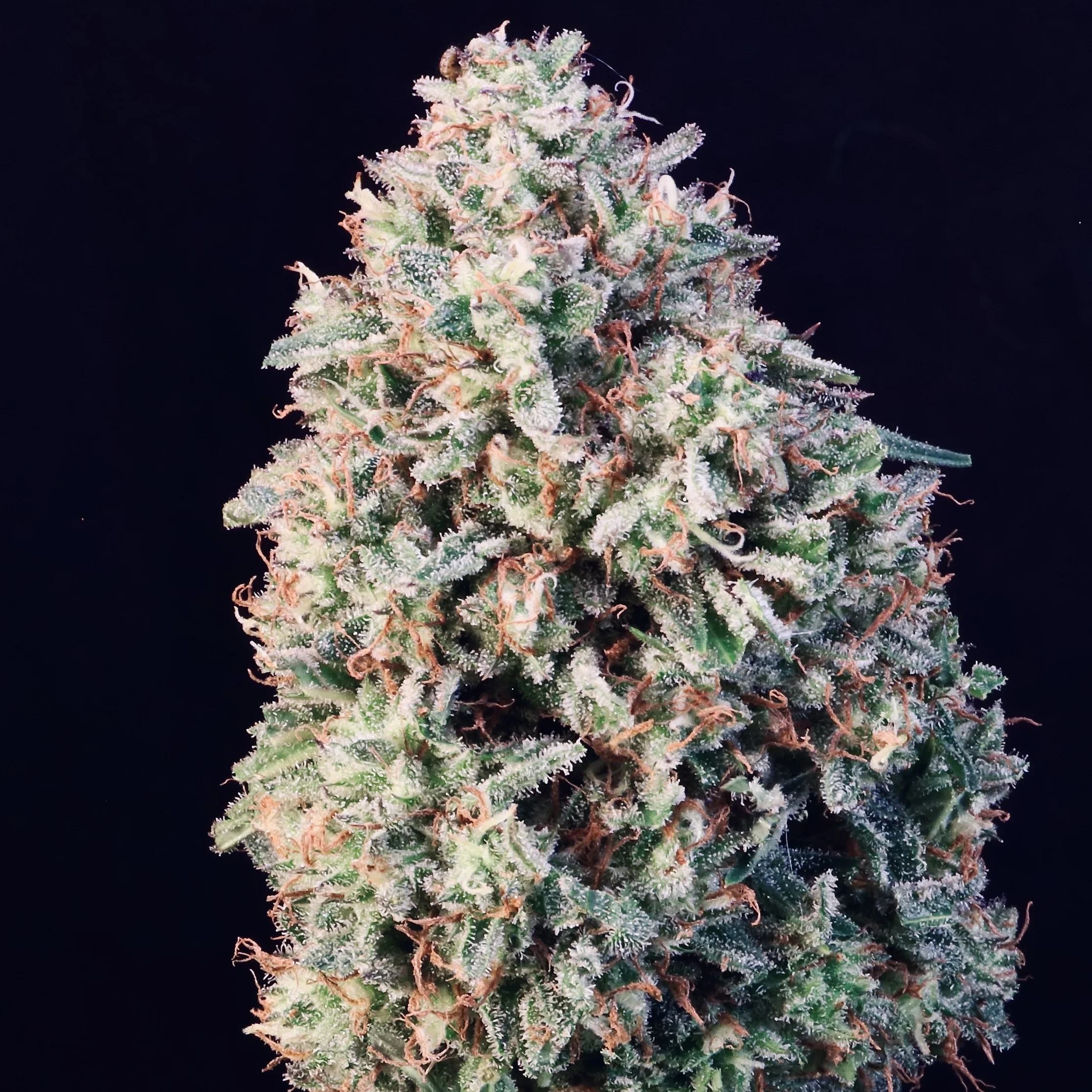 Sour Diesel Auto