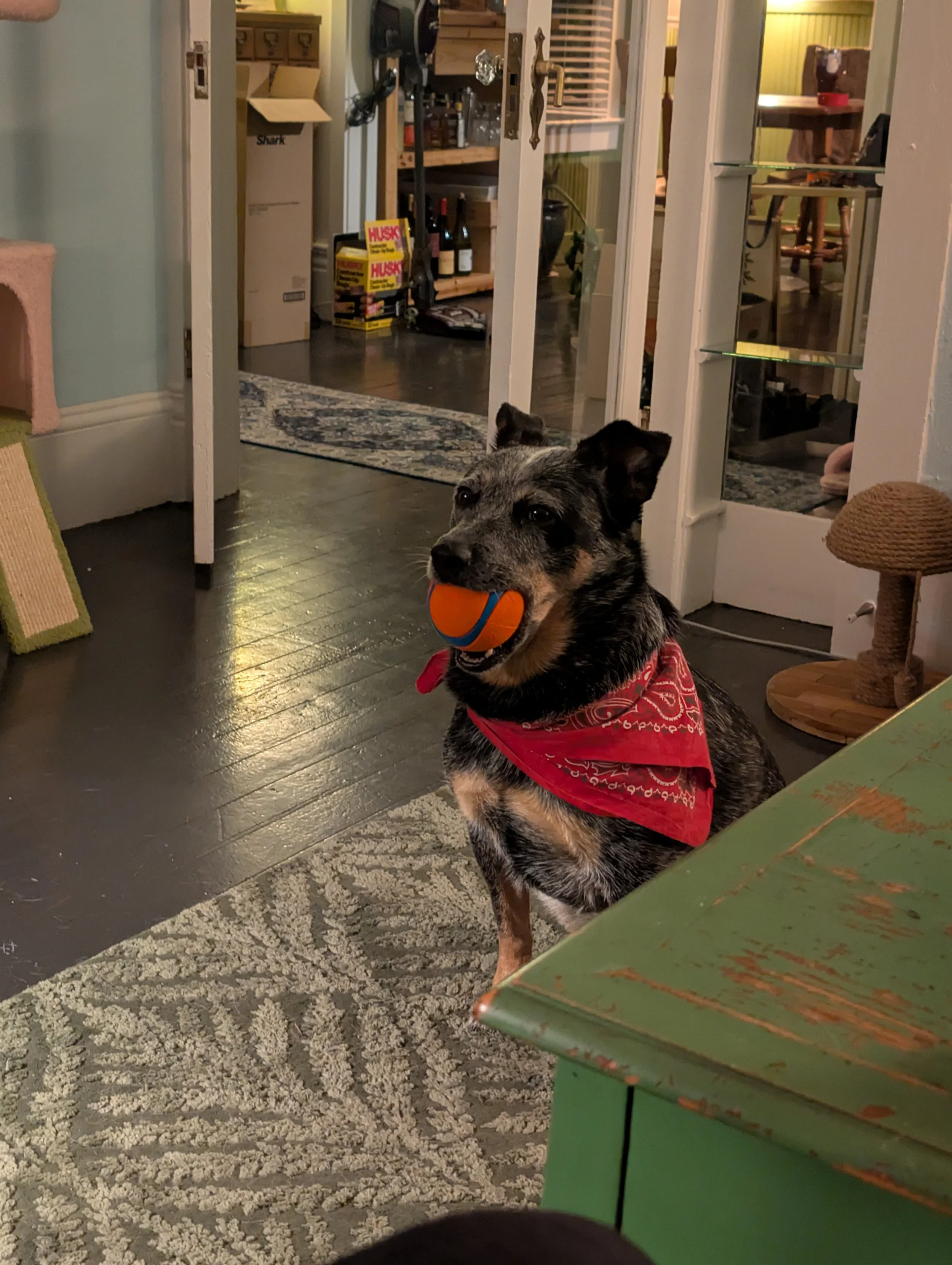 A dog with a red bandana holding an orange and blue tennis ball in its mouth, sitting on a patterned rug in a room.