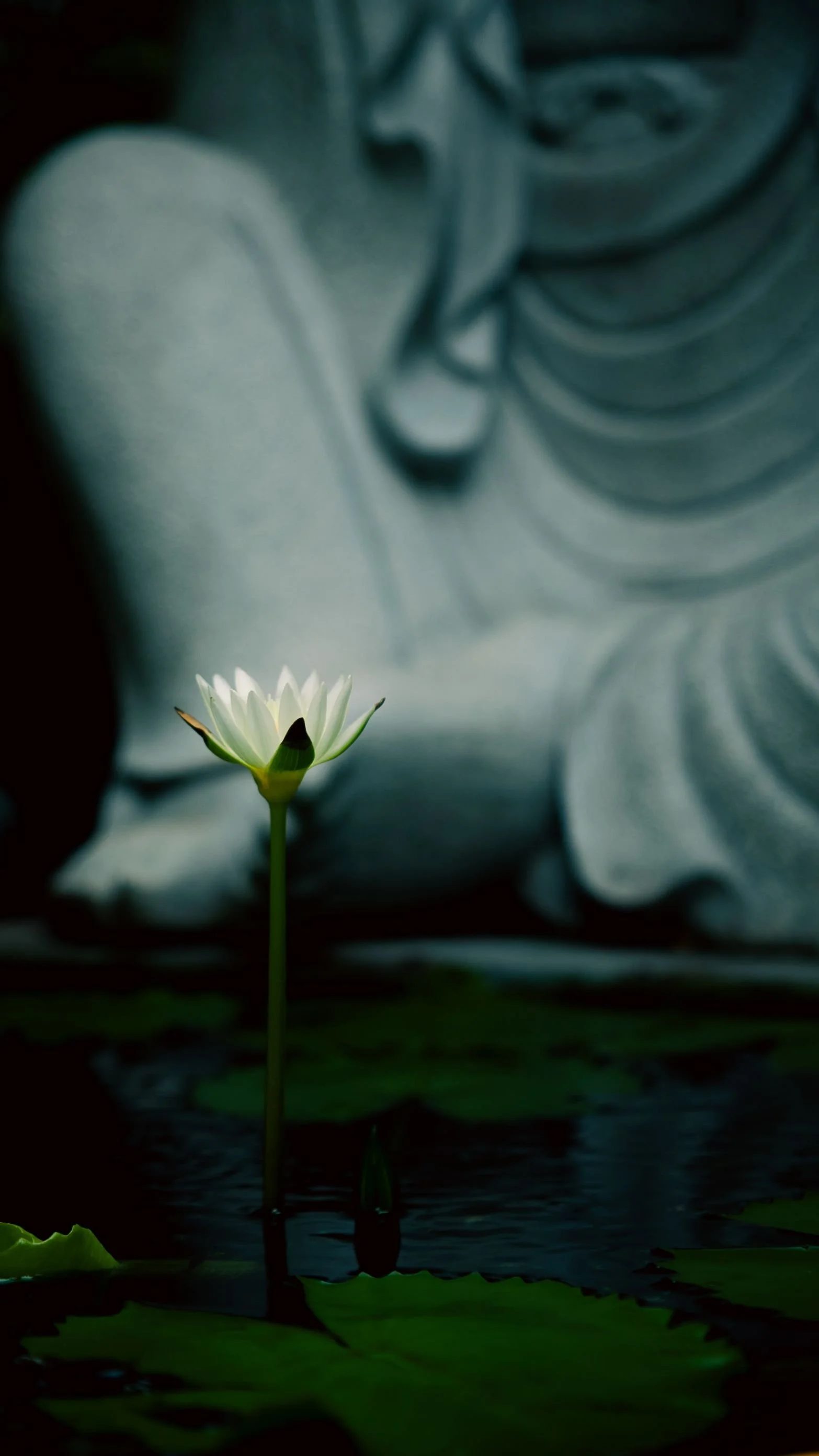EMBODIED EXPERIENCE