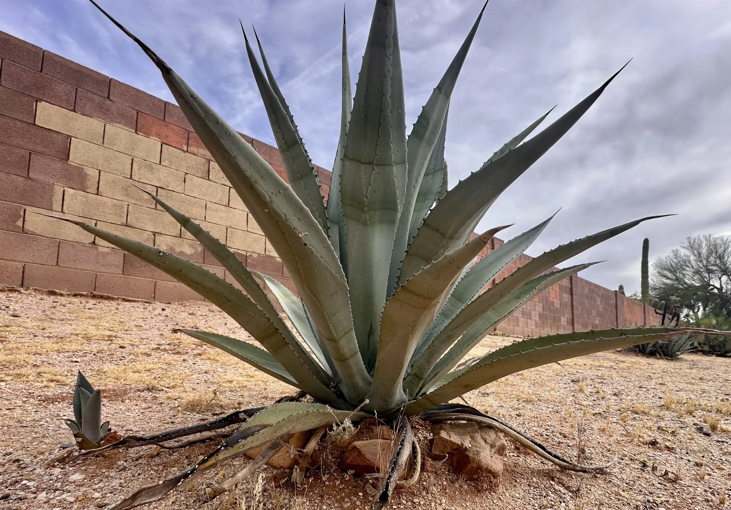 Agave plant in Tucson showing the natural imprints left on each leaf as the plant unfurls over time.