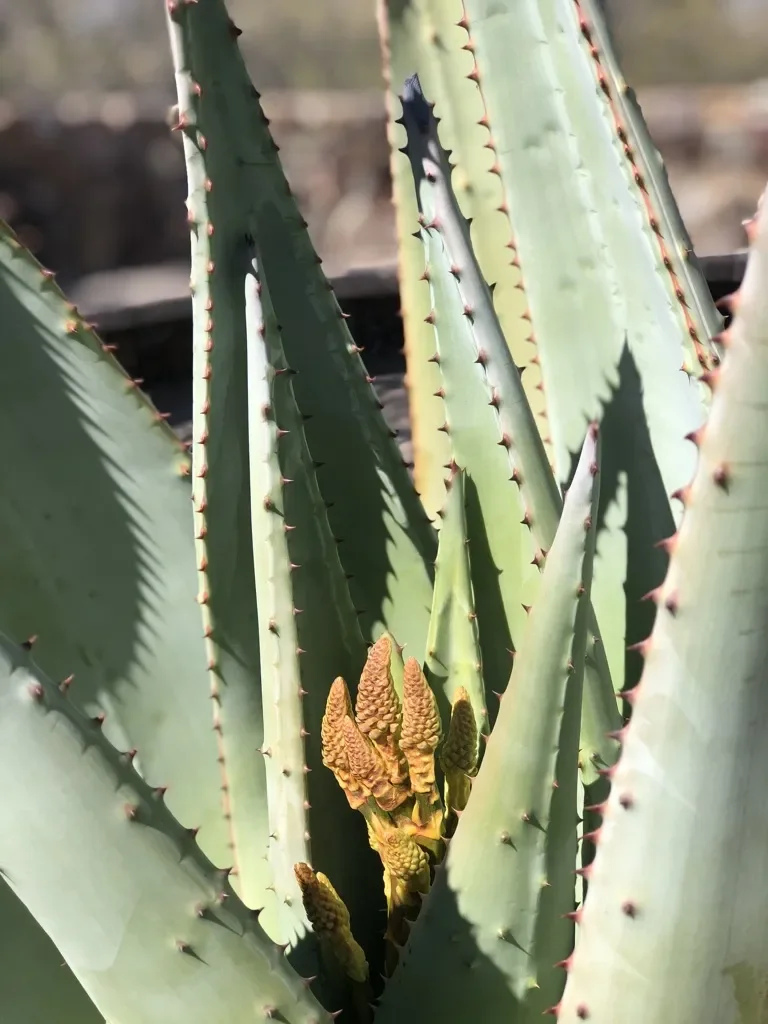 A close-up photograph of an agave plant with serrated leaves and a cluster of buds emerging from its center. Photo by Amanda Gormley in Tucson, Arizona