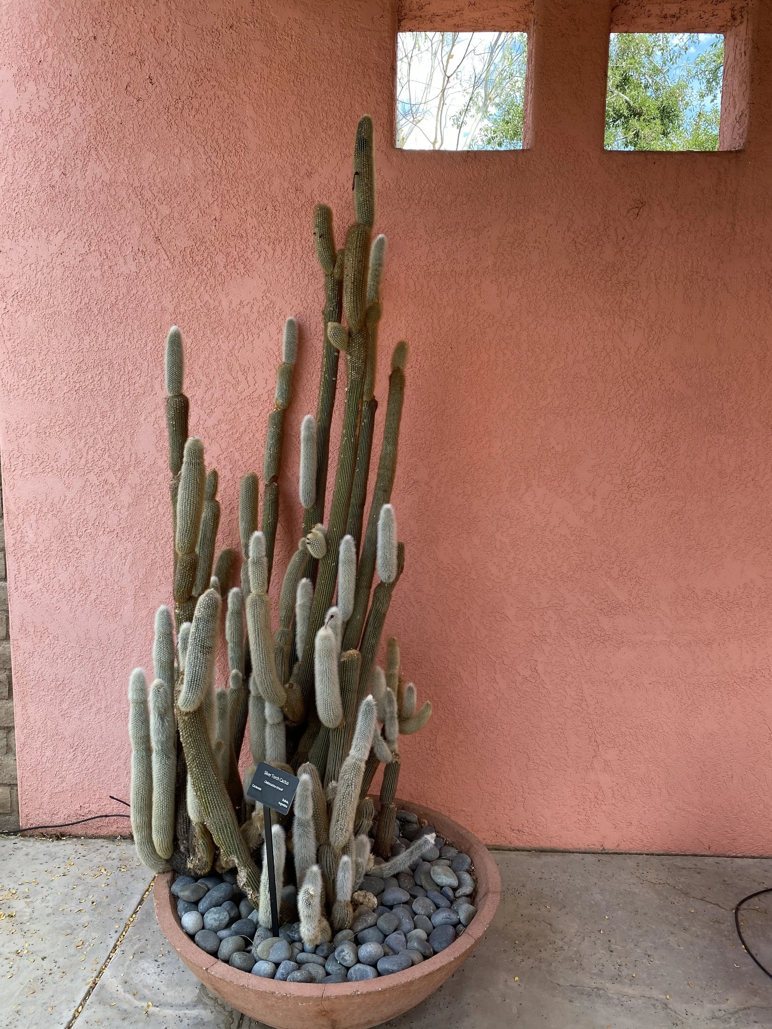 A desert cactus growing against a warm stucco wall in Tucson, Arizona — reflecting the resilience and beauty of the Sonoran Desert that inspires Threshold Counseling.