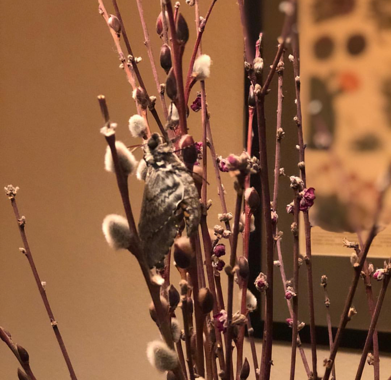 A sphinx moth resting on a desert plant in the Sonoran Desert, Tucson Arizona