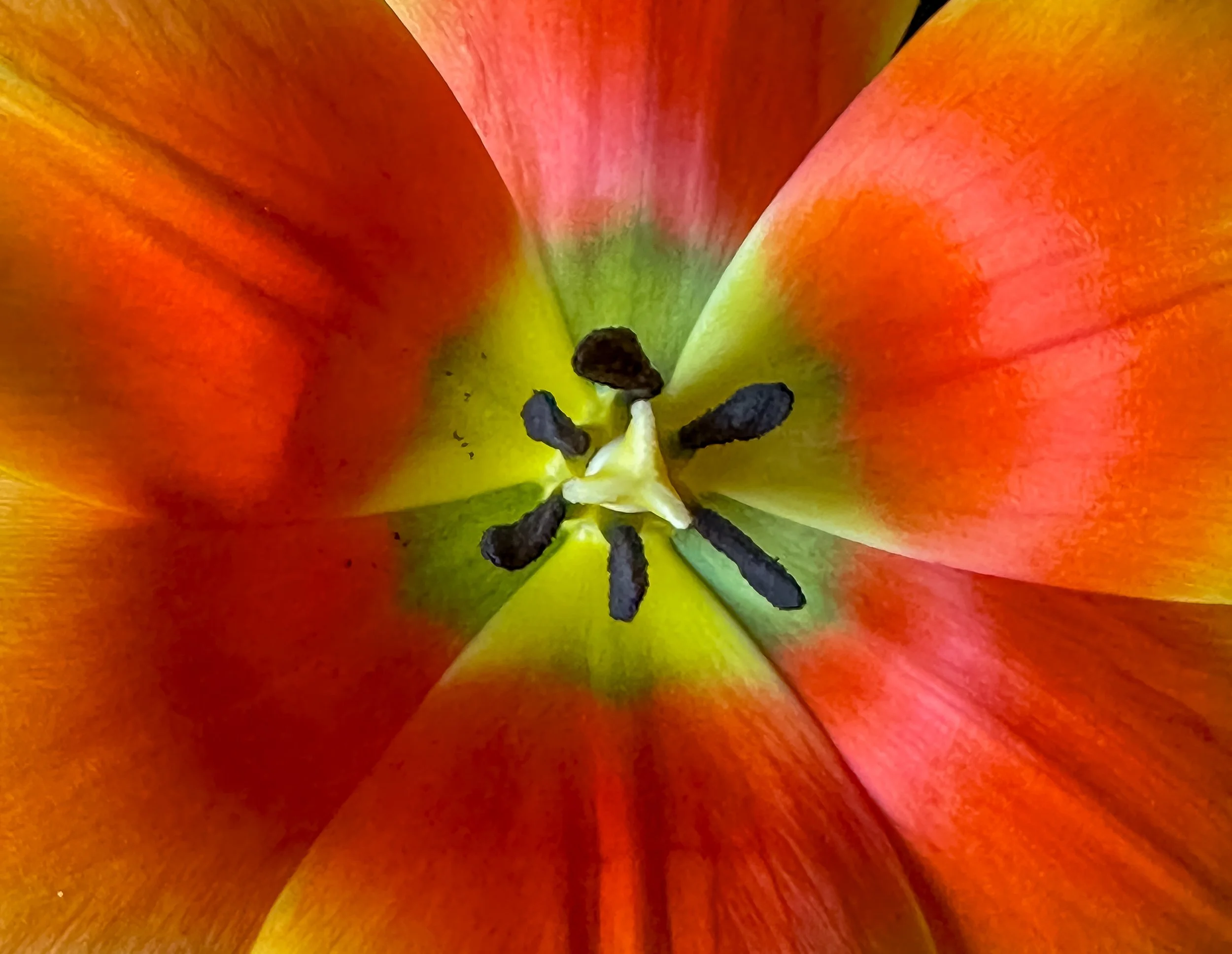 Close-up of the inside of a colorful tulip flower, showing stamens and pistil.