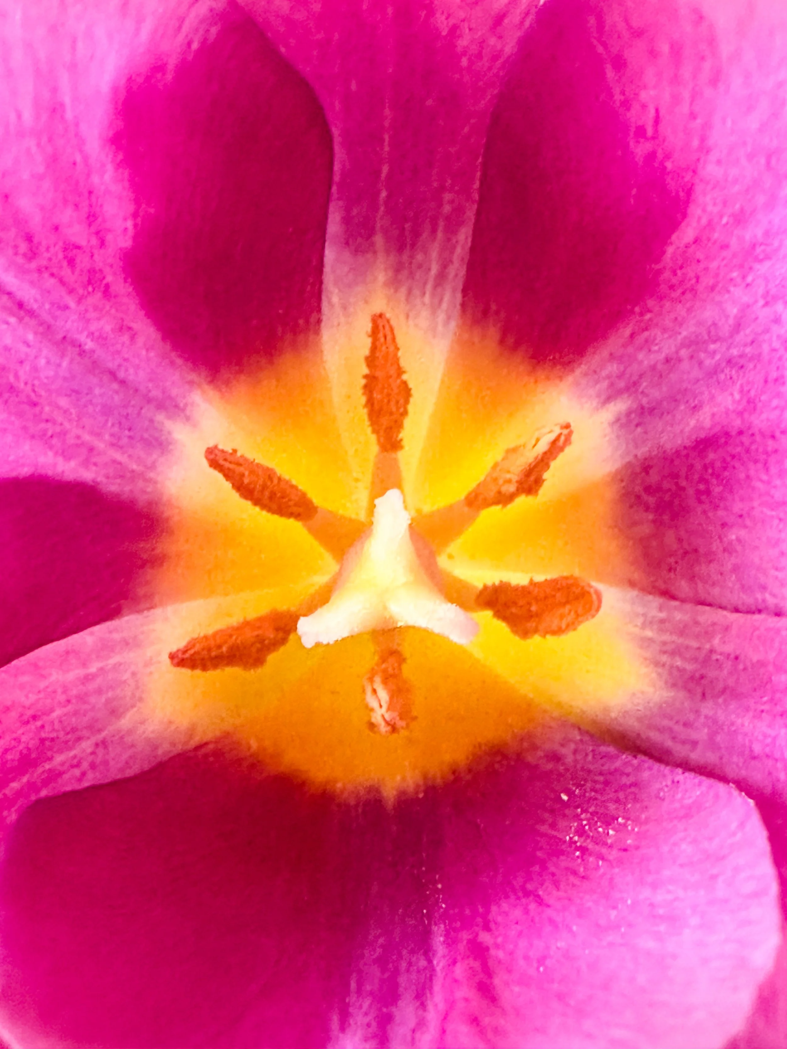 Close-up of the inside of a pink tulip flower showing yellow stamens and white pistil.