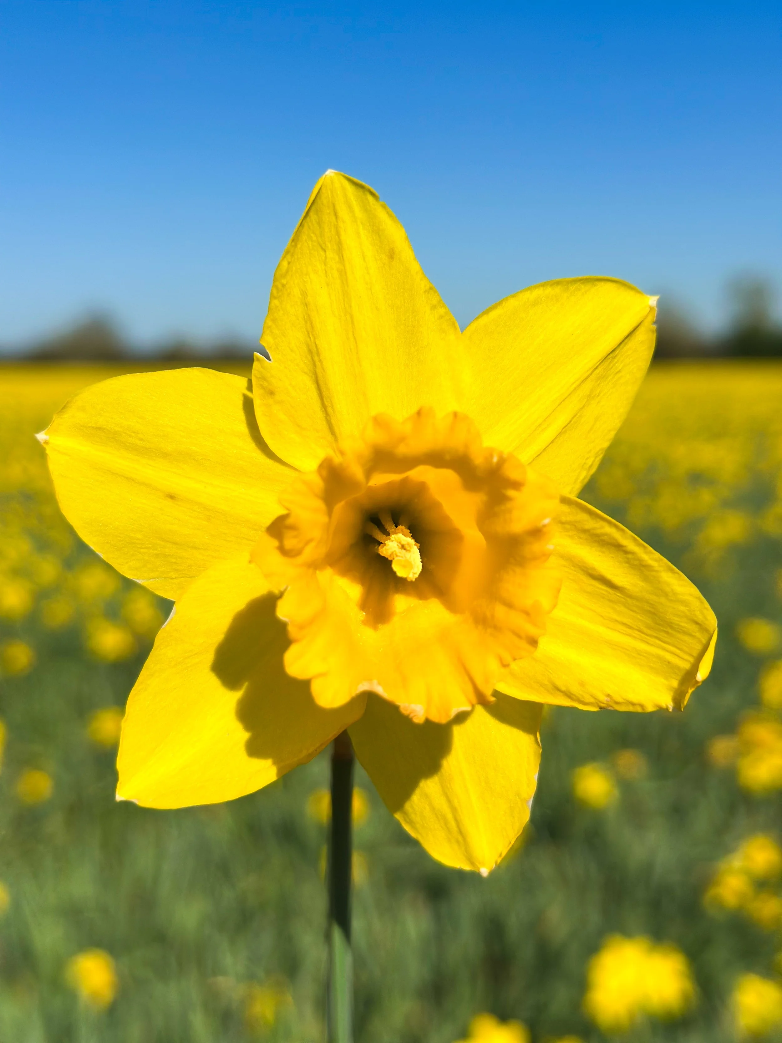 Close-up of a bright yellow daffodil flower with a ruffled trumpet-shaped center, set against a background of a field of similar flowers and a clear blue sky.