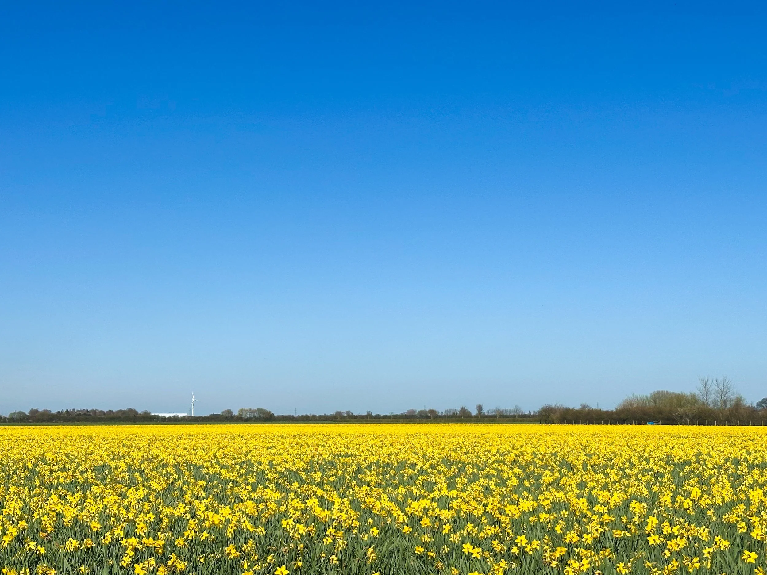 A vast field of yellow flowers with a clear blue sky above and distant trees and a wind turbine on the horizon.