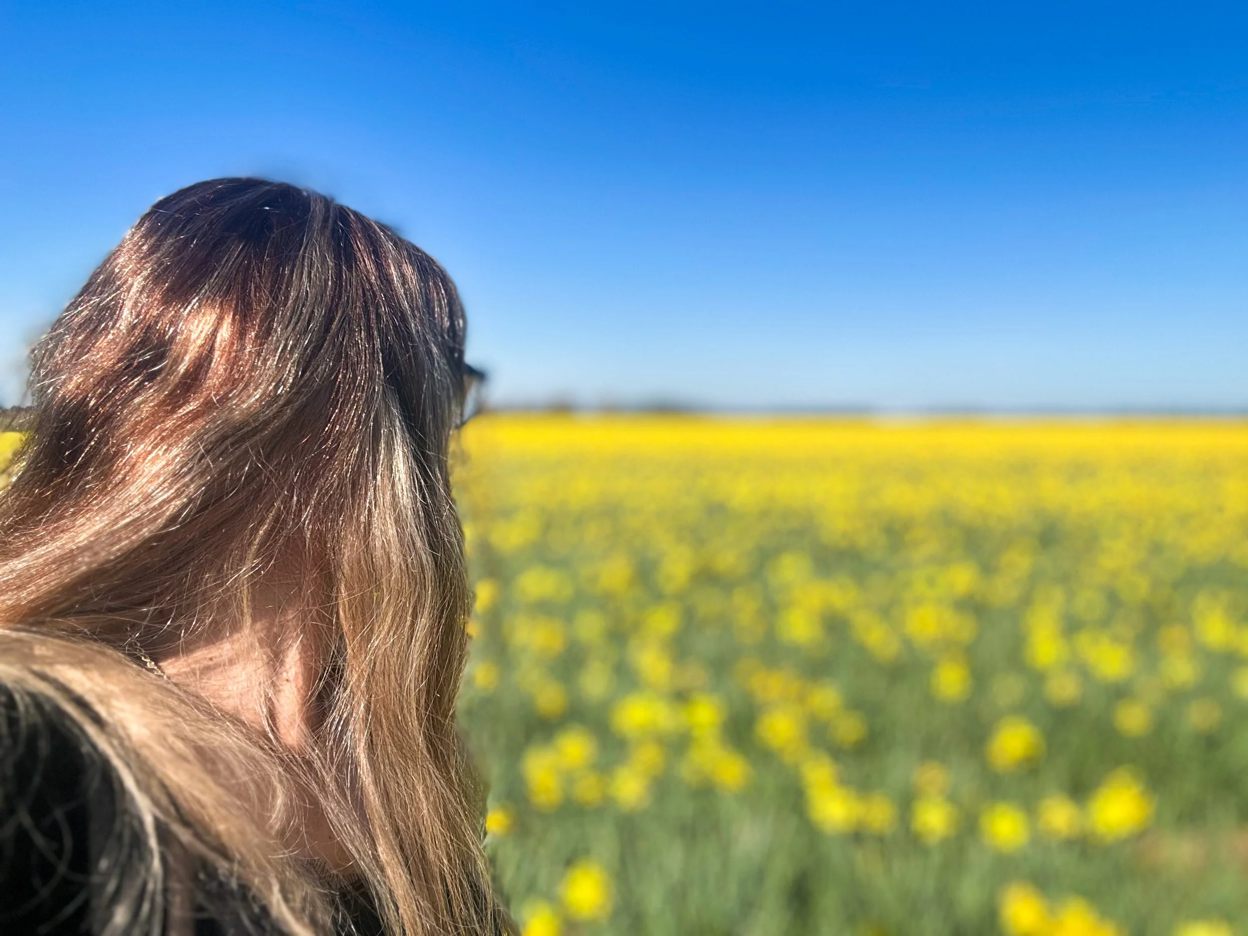 Person with long, wavy brown hair facing away in a yellow flower field under a clear blue sky.