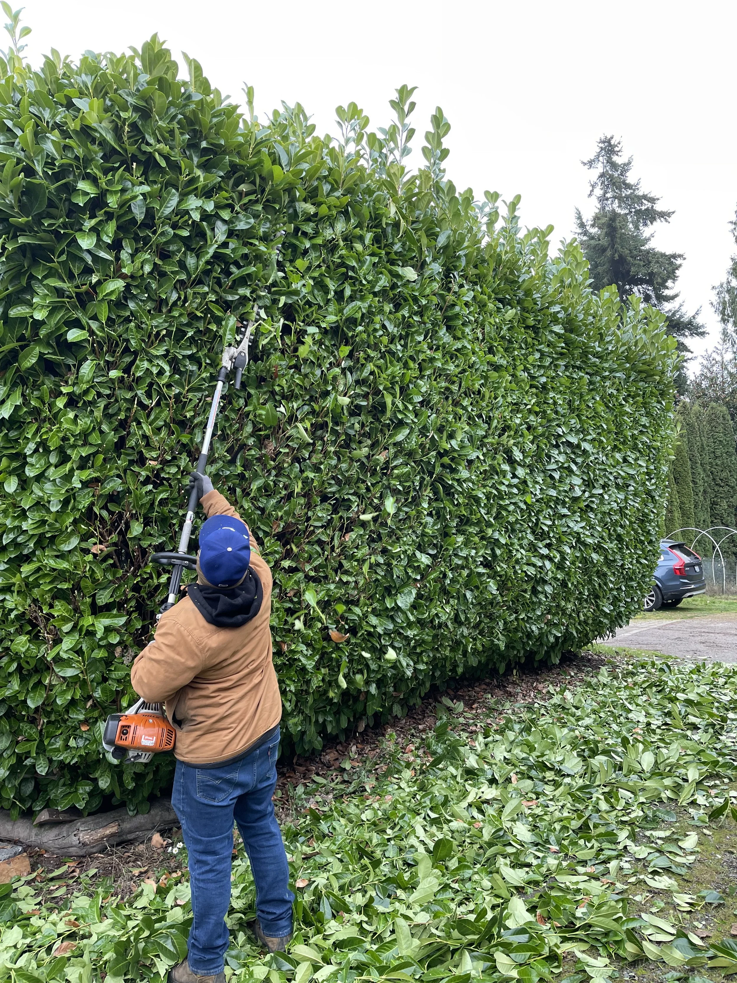 Person trimming a tall hedge with a hedge trimmer, with fallen leaves on the ground and a parked car in the background.