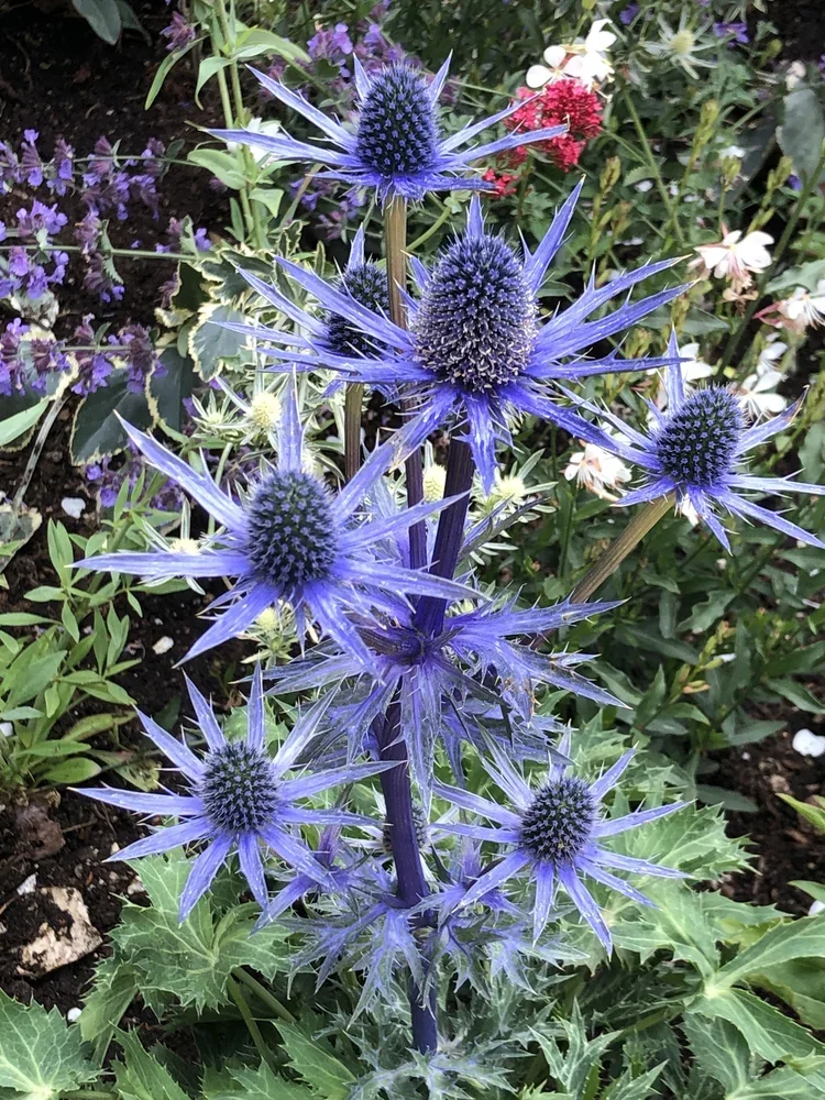 Purple thistle flowers with spiky blooms and green spiny leaves in a garden.