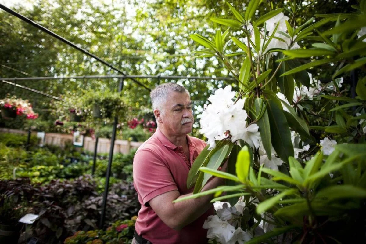 A man in a pink polo shirt examining white flowers on a plant in a garden center with hanging plants and lush greenery.