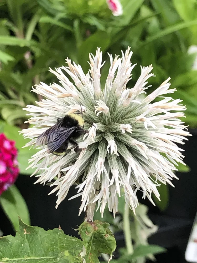 A bee on a white spherical flower with pink-tipped petals, surrounded by green foliage.