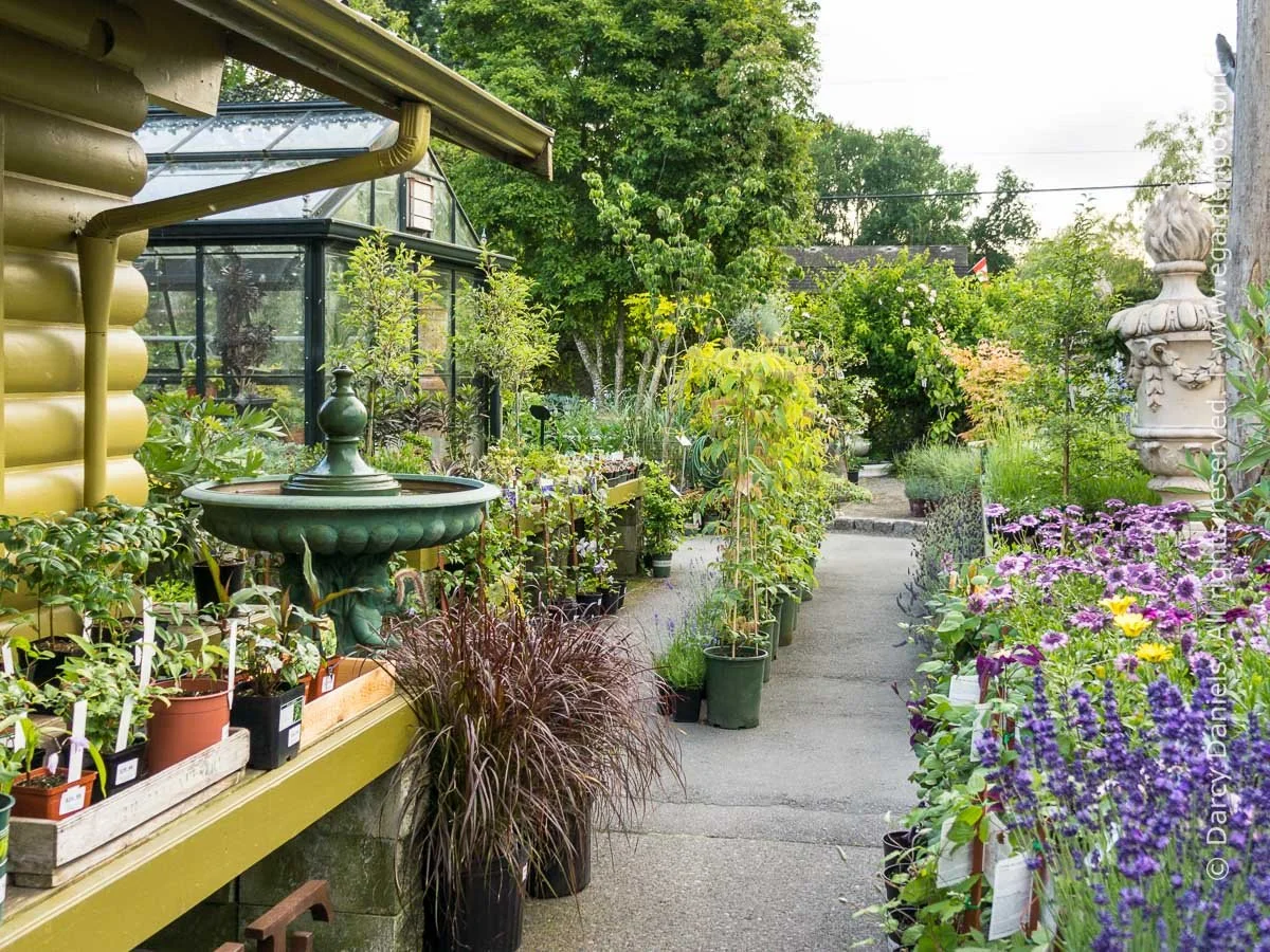 A backyard garden with a paved pathway, potted plants, flowers, trees, and garden ornaments including a fountain and decorative urns.