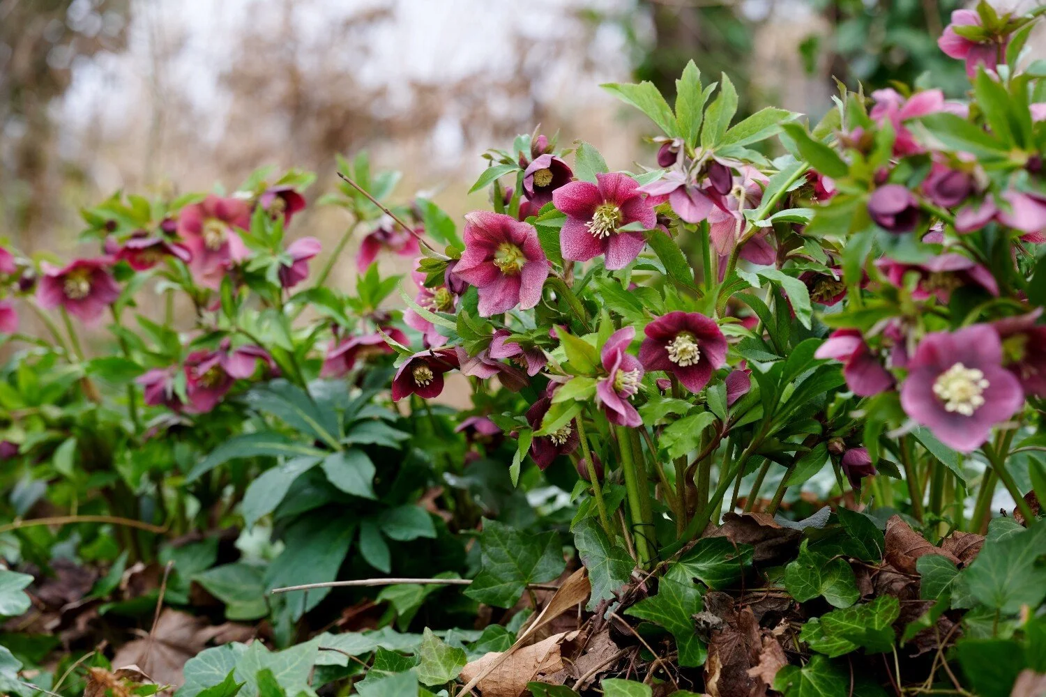 Cluster of pink and maroon hellebore flowers with green leaves in a garden setting.