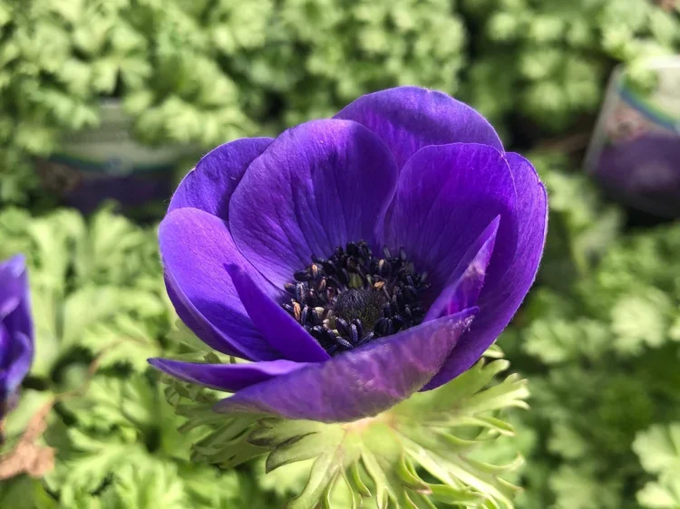 Close-up of a purple anemone flower with black stamens, surrounded by green foliage.